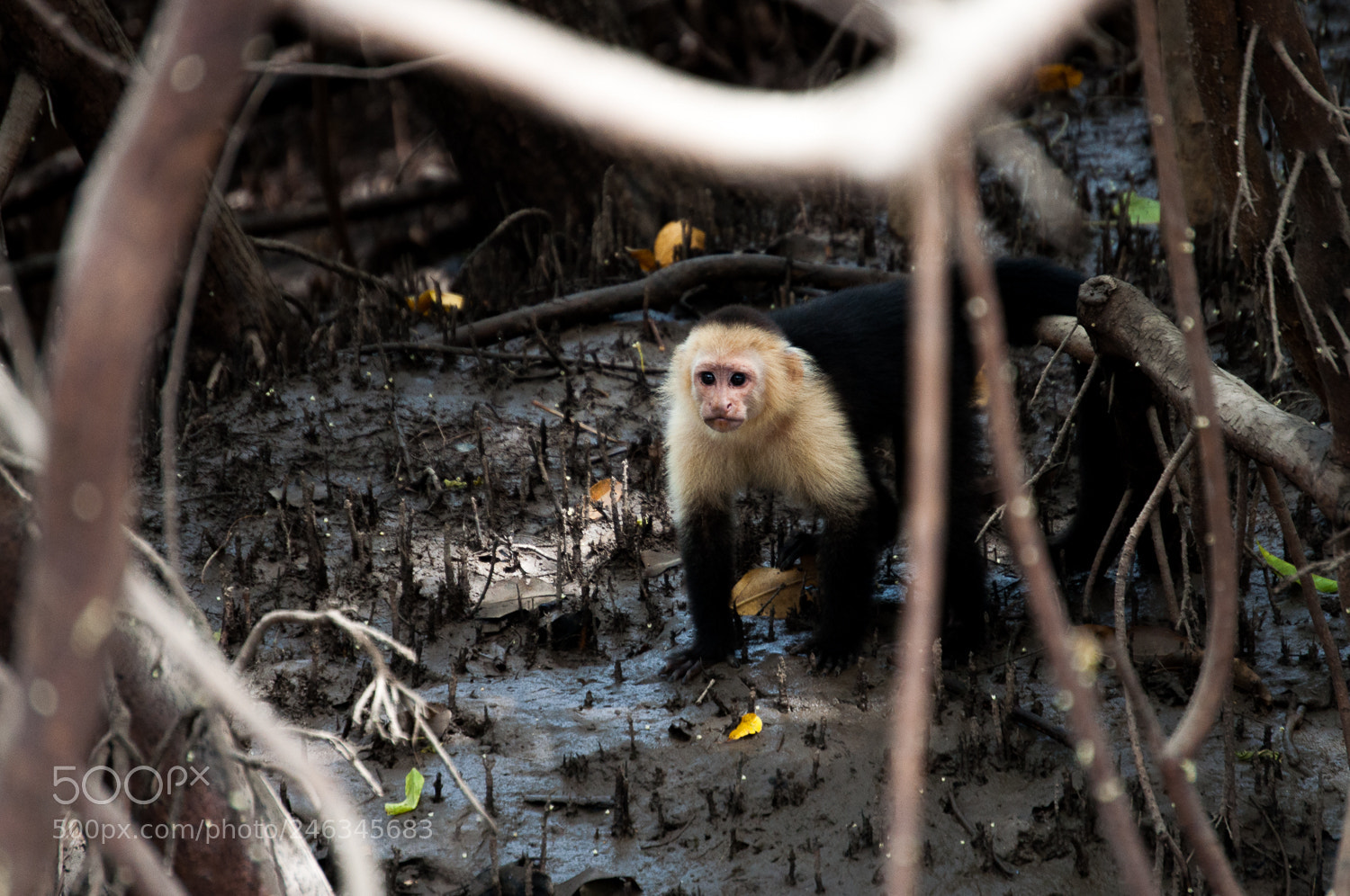 Nikon D5000 sample photo. White-headed capuchin (cebus capucinus) photography