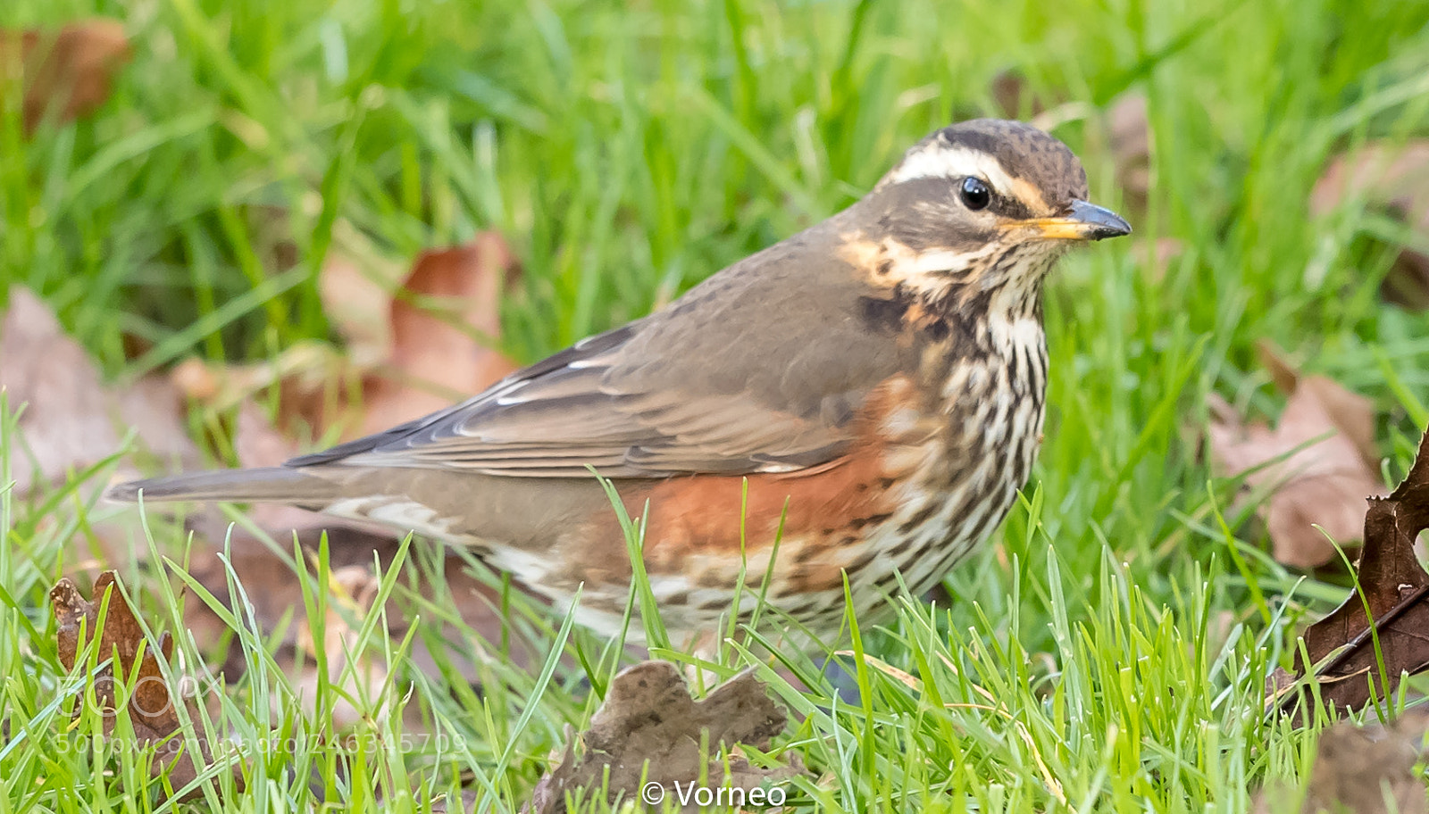 Canon EOS-1D X Mark II sample photo. Redwing-0002.jpg photography