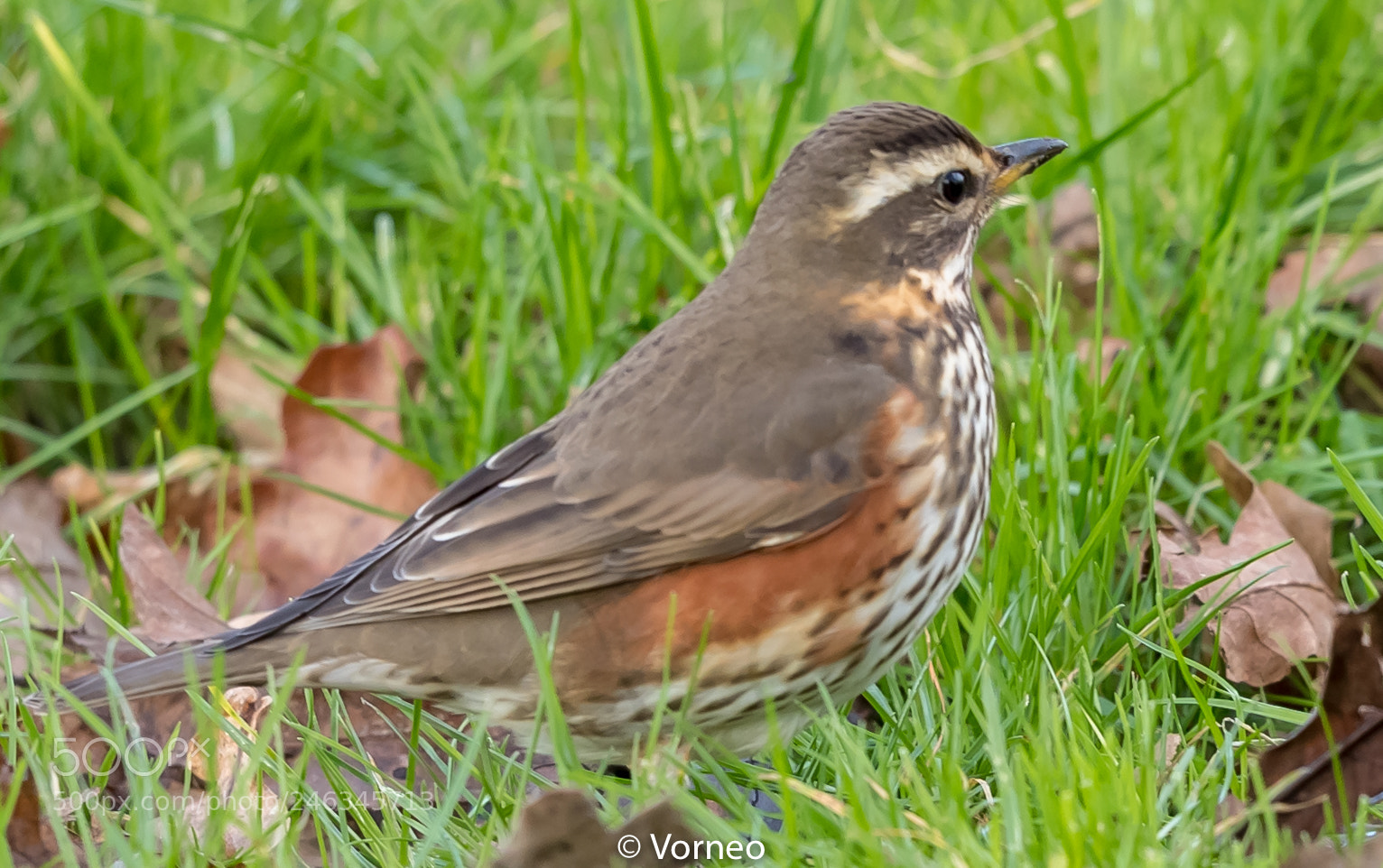 Canon EOS-1D X Mark II sample photo. Redwing-0003.jpg photography