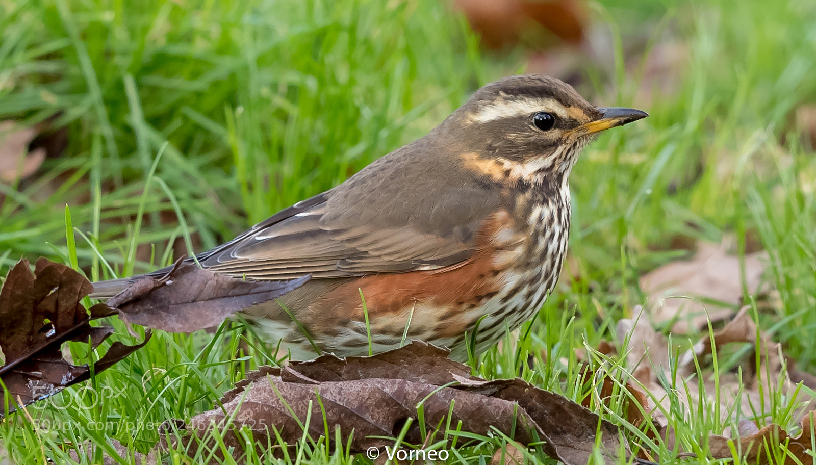 Canon EOS-1D X Mark II sample photo. Redwing-0004.jpg photography