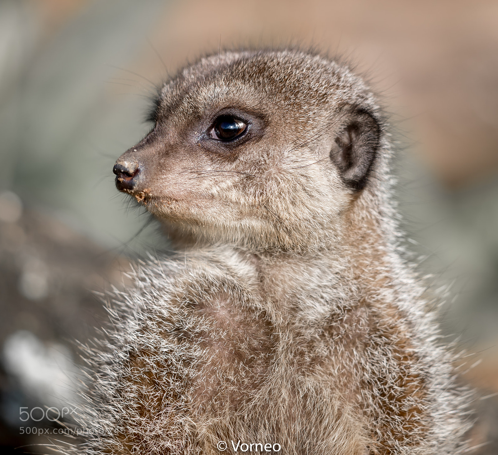 Canon EOS-1D X Mark II sample photo. Meerkat-0001.jpg photography