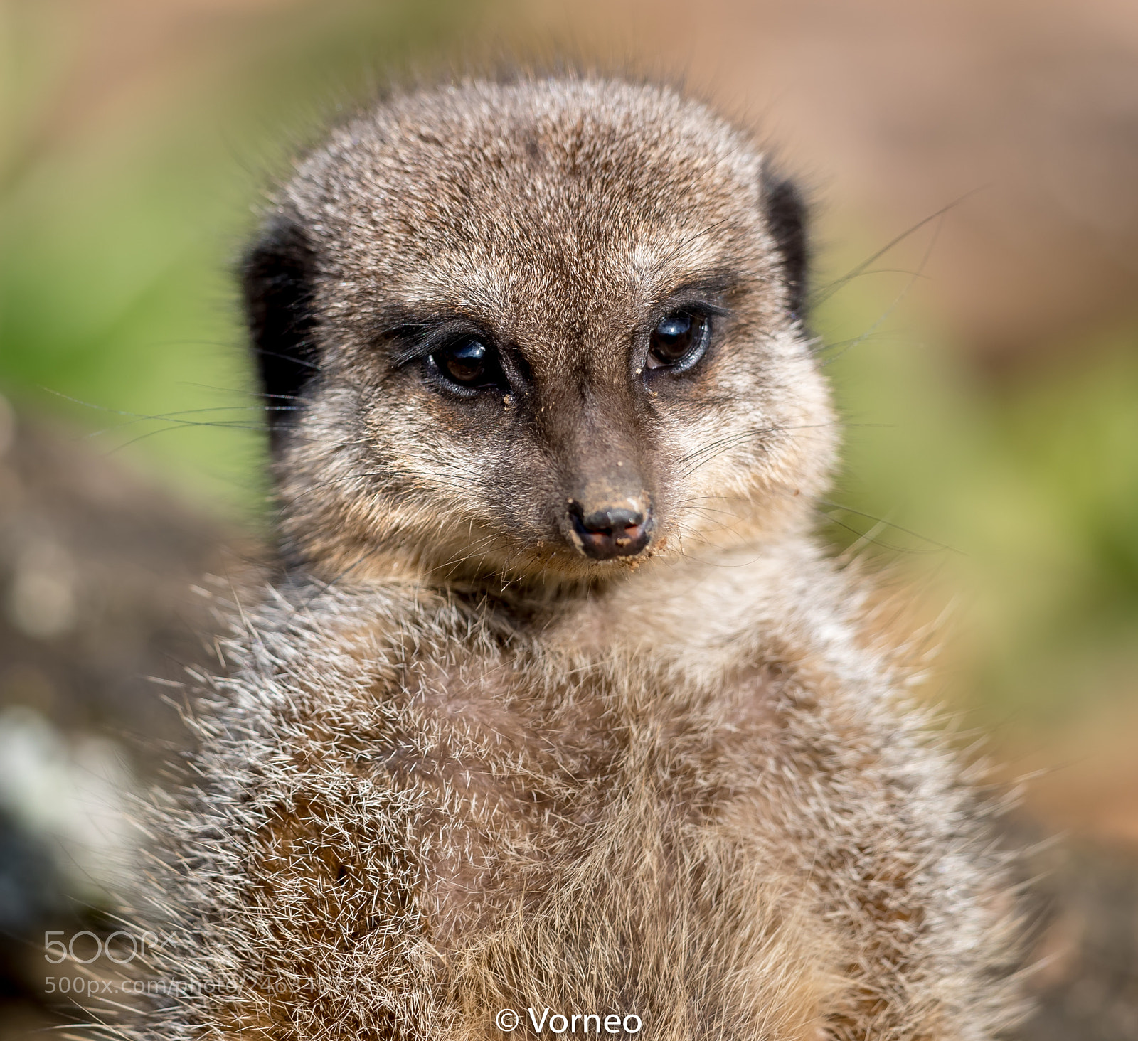 Canon EOS-1D X Mark II sample photo. Meerkat-0002.jpg photography