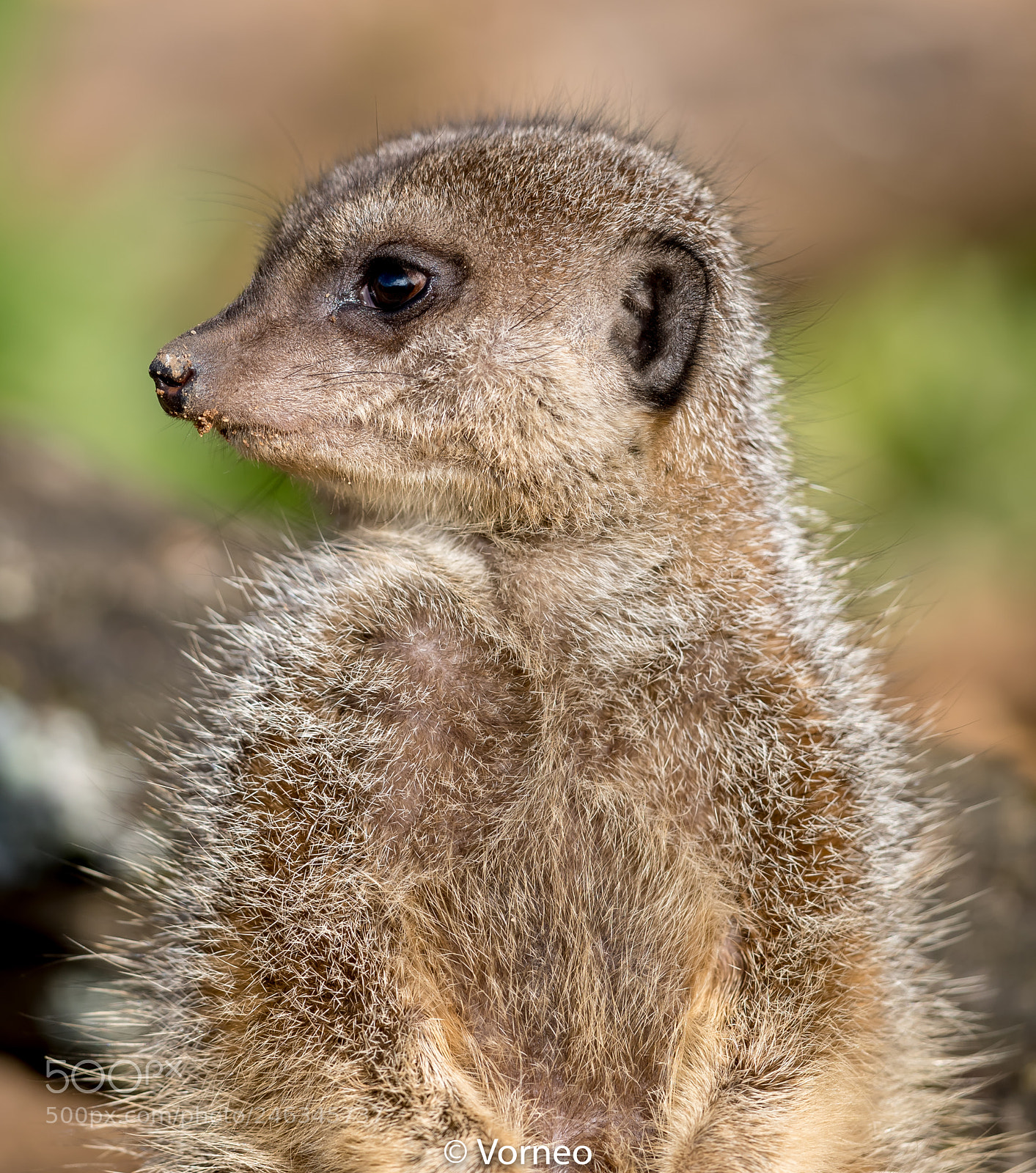 Canon EOS-1D X Mark II sample photo. Meerkat-0003.jpg photography