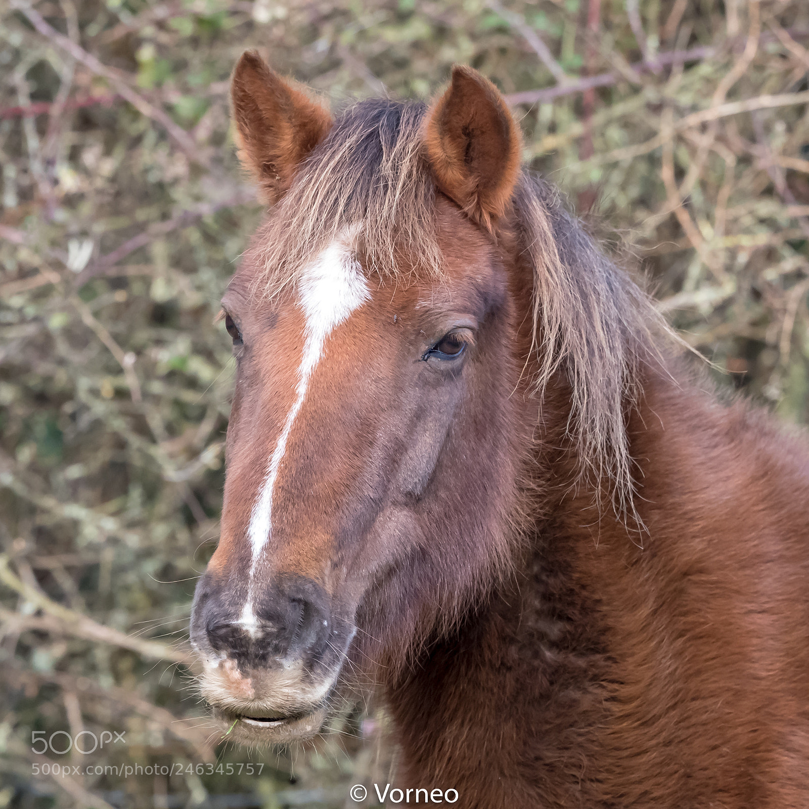 Canon EOS-1D X Mark II sample photo. Newforestpony-0001.jpg photography