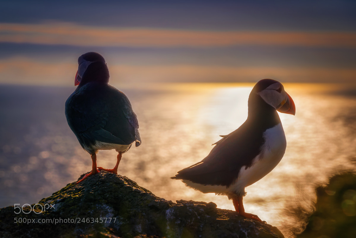 Sony a7R sample photo. Puffin couple sunset photography
