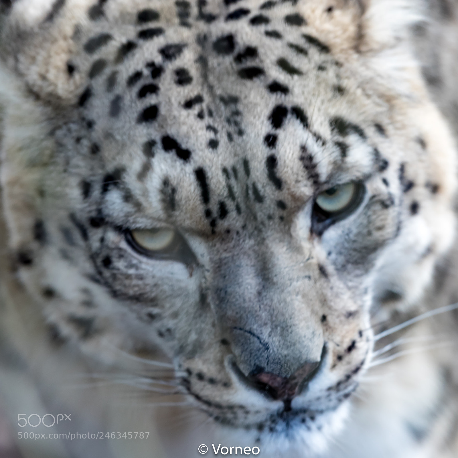 Canon EOS-1D X Mark II sample photo. Snowleopard-0002.jpg photography