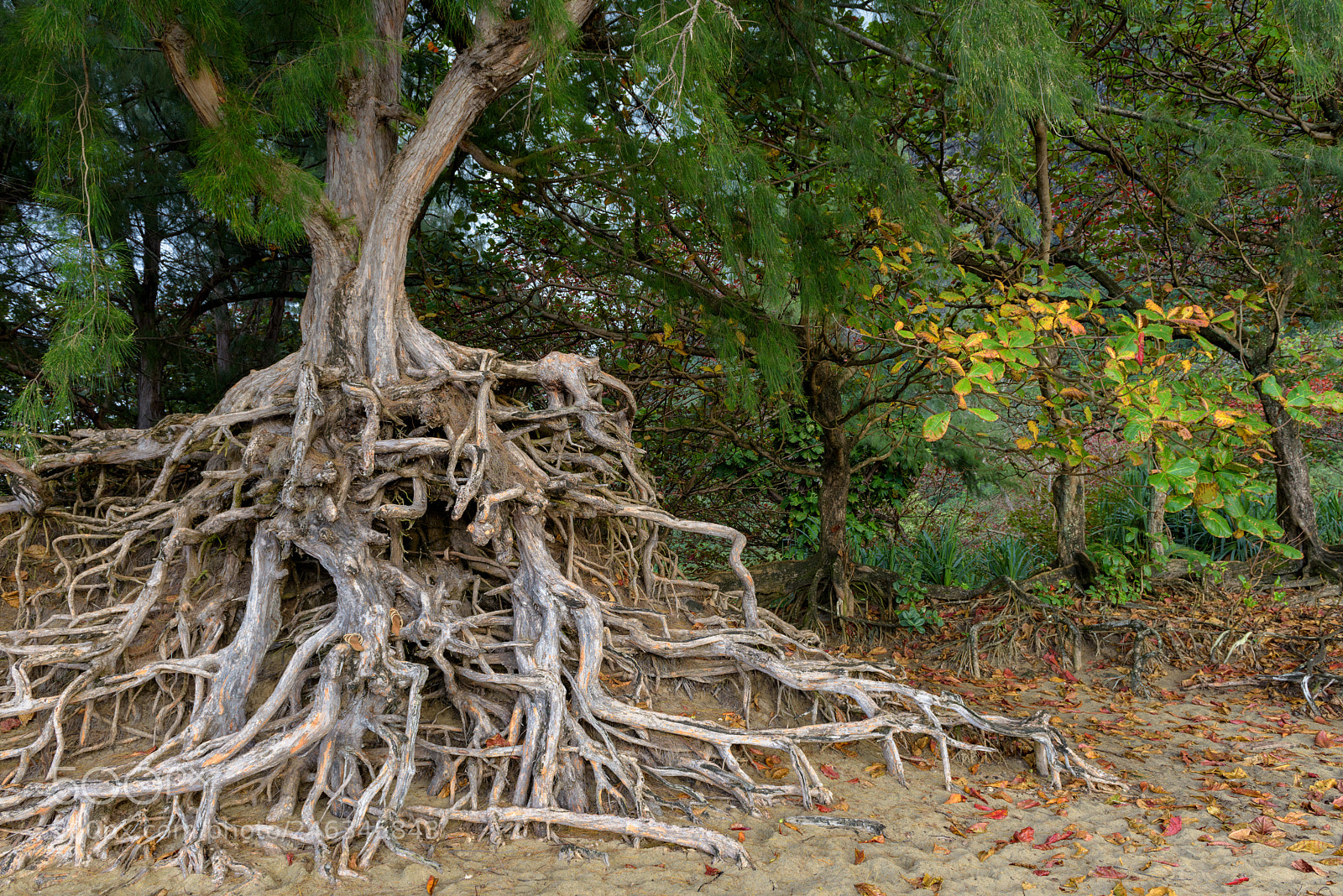 Nikon D810 sample photo. Ironwood forest i photography