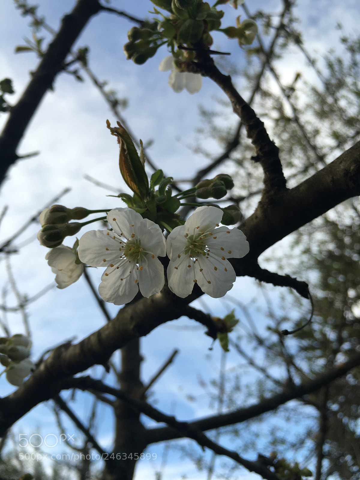 Apple iPhone 6s sample photo. Wf photography