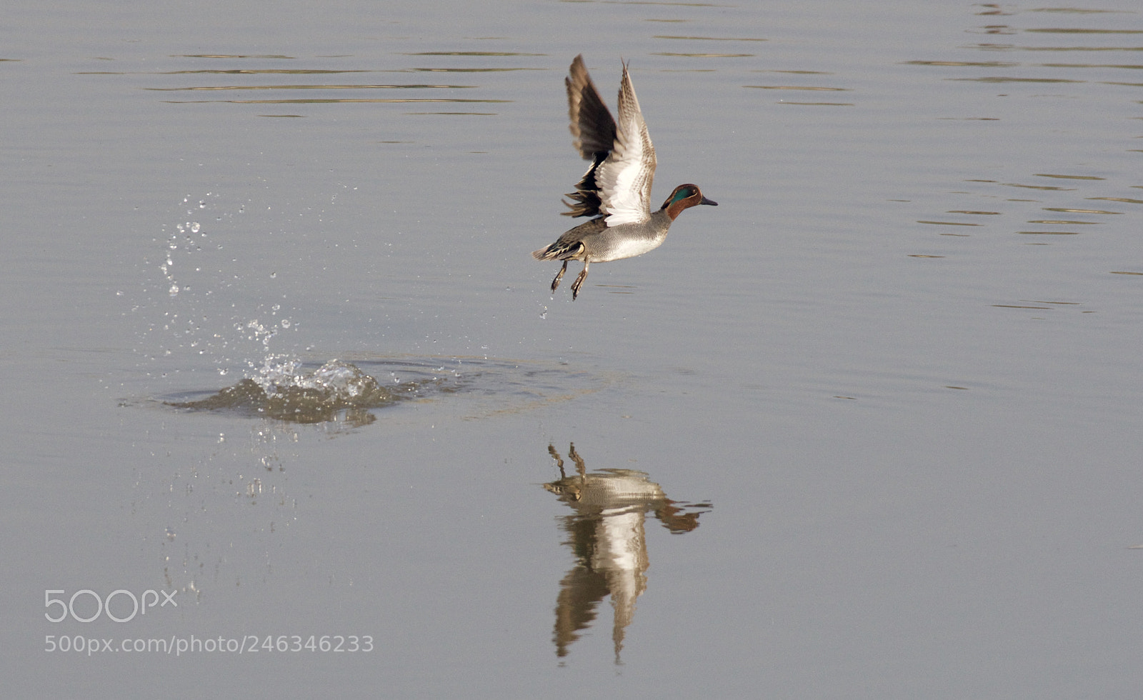 Nikon D500 sample photo. Teal taking off photography