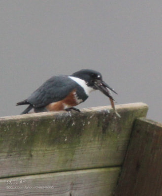 Canon EOS 1300D (EOS Rebel T6 / EOS Kiss X80) sample photo. Kingfisher with his catch photography