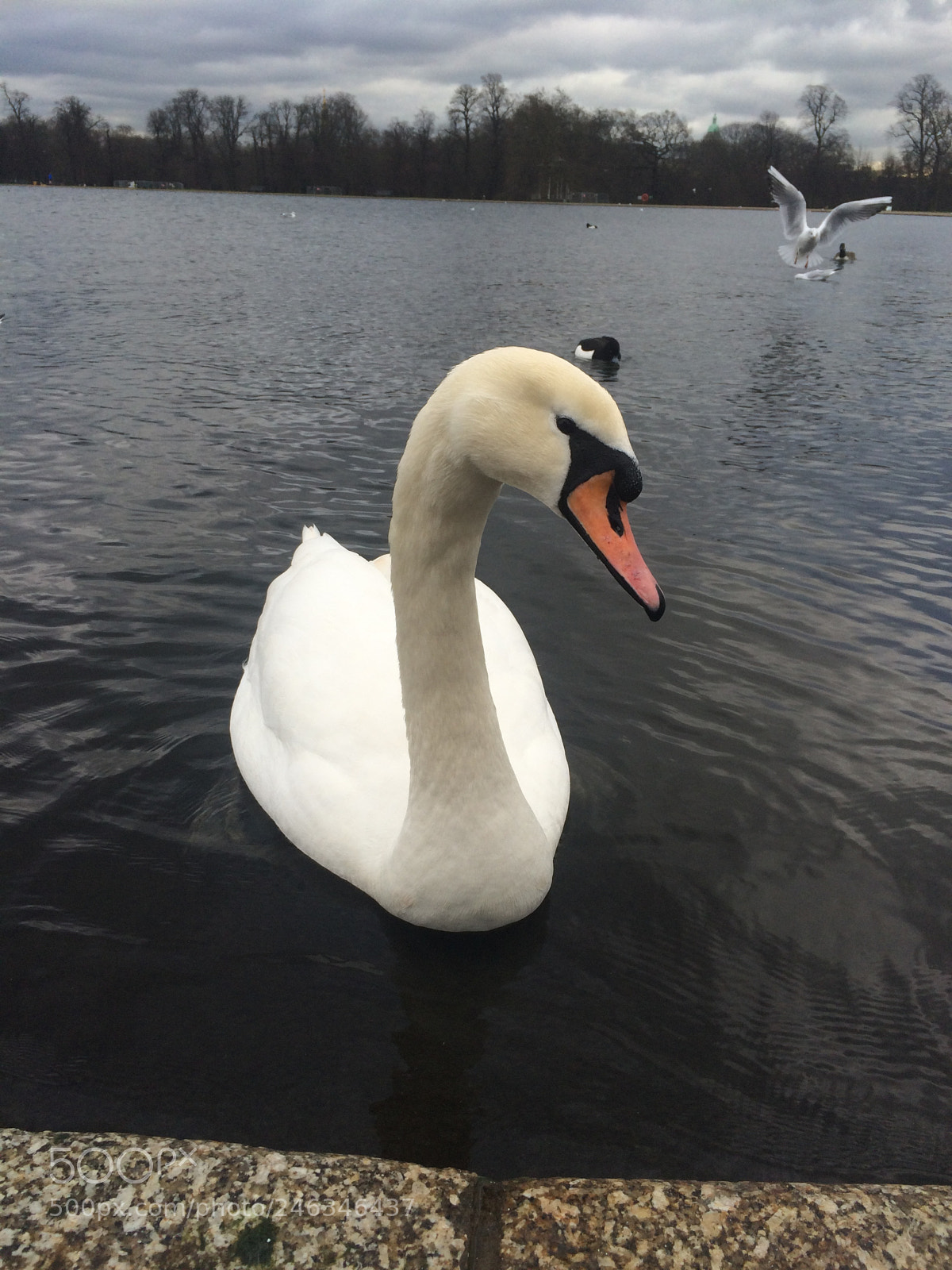 Apple iPhone 5s sample photo. Swan photography