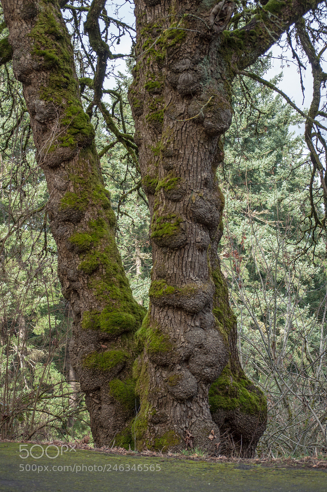 Nikon D5000 sample photo. 431 warts and all.. photography