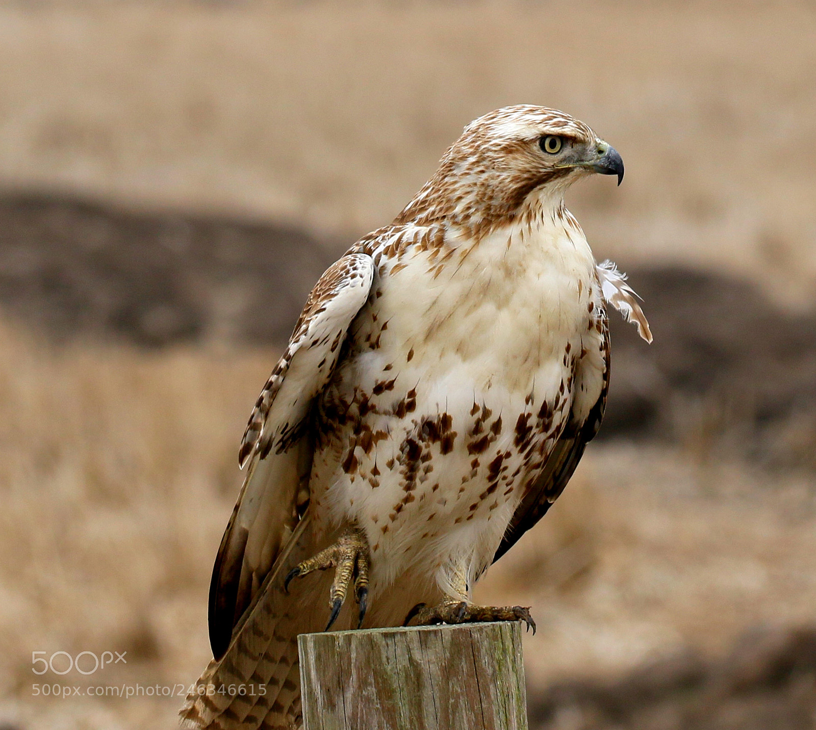 Canon EOS 7D Mark II sample photo. Red tailed hawk pose photography