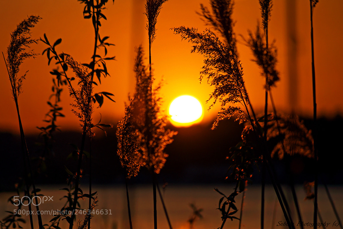 Sony SLT-A37 sample photo. Sunset time photography
