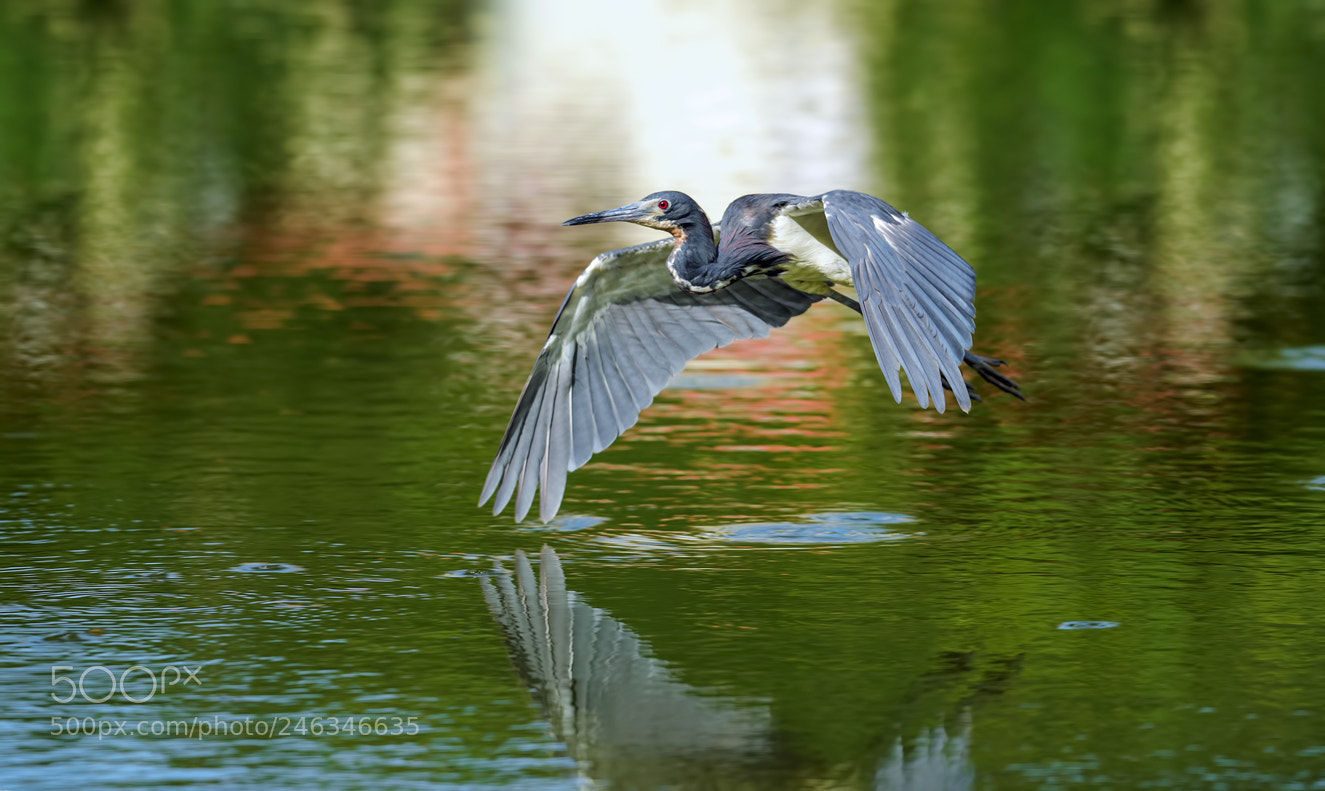 Nikon D810 sample photo. Tricolored heron photography