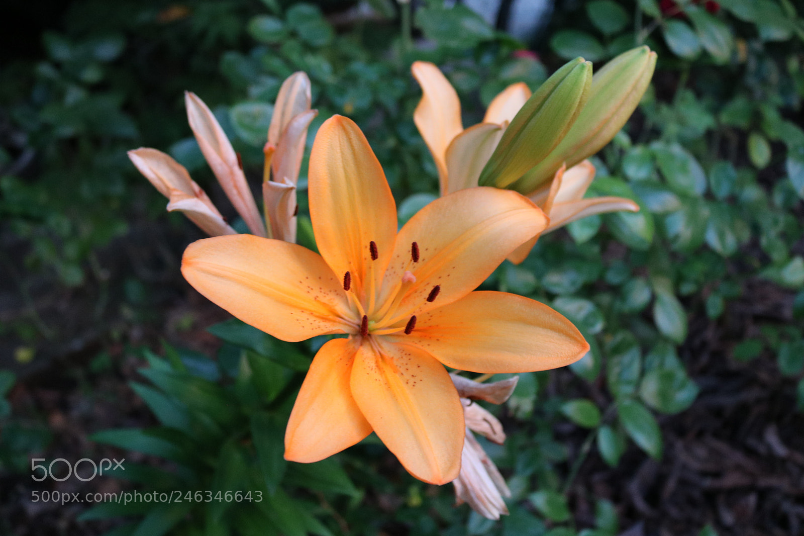 Canon EOS 750D (EOS Rebel T6i / EOS Kiss X8i) sample photo. Naranja photography
