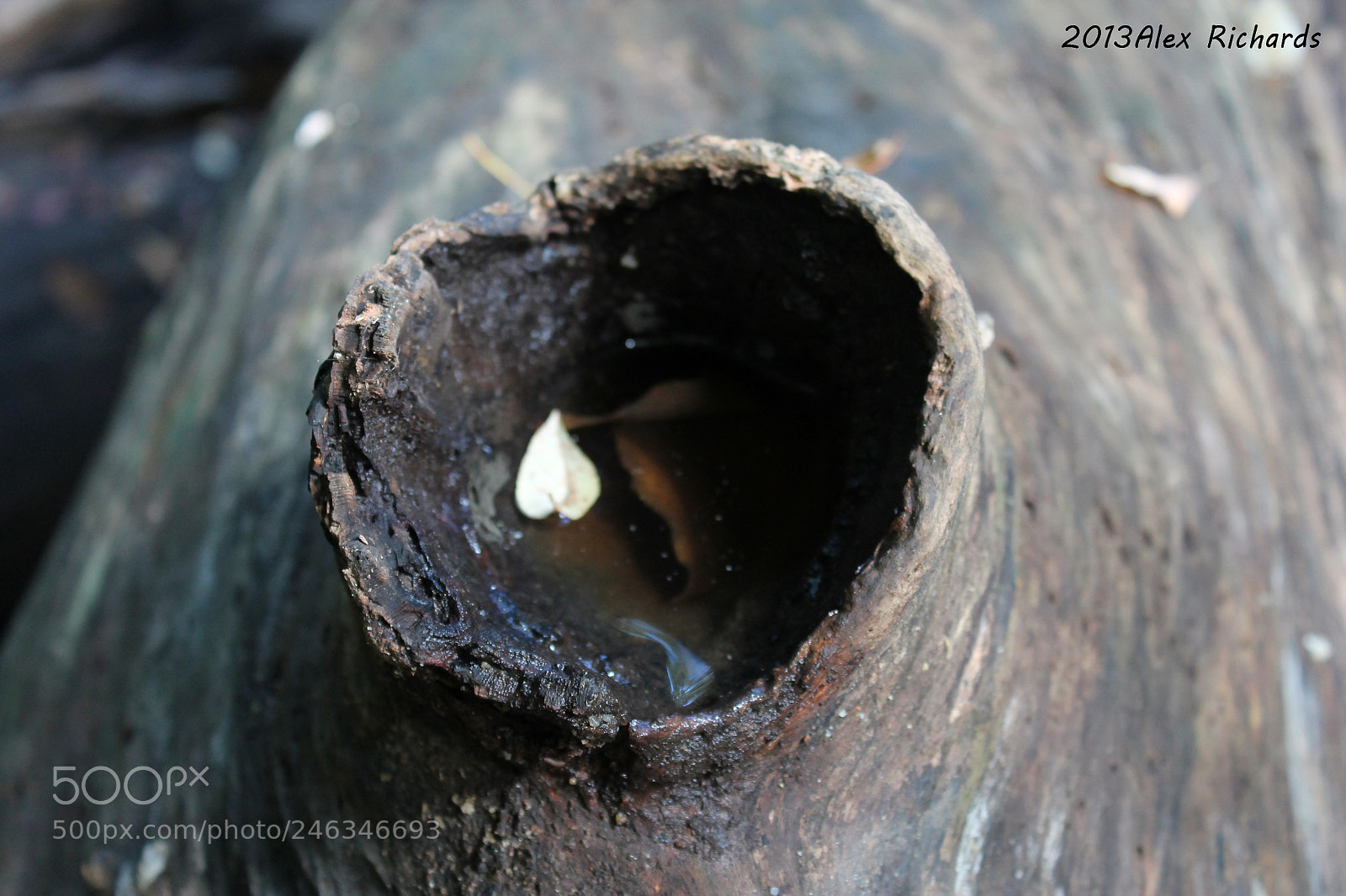 Canon EOS 1100D (EOS Rebel T3 / EOS Kiss X50) sample photo. Puddle in a tree photography