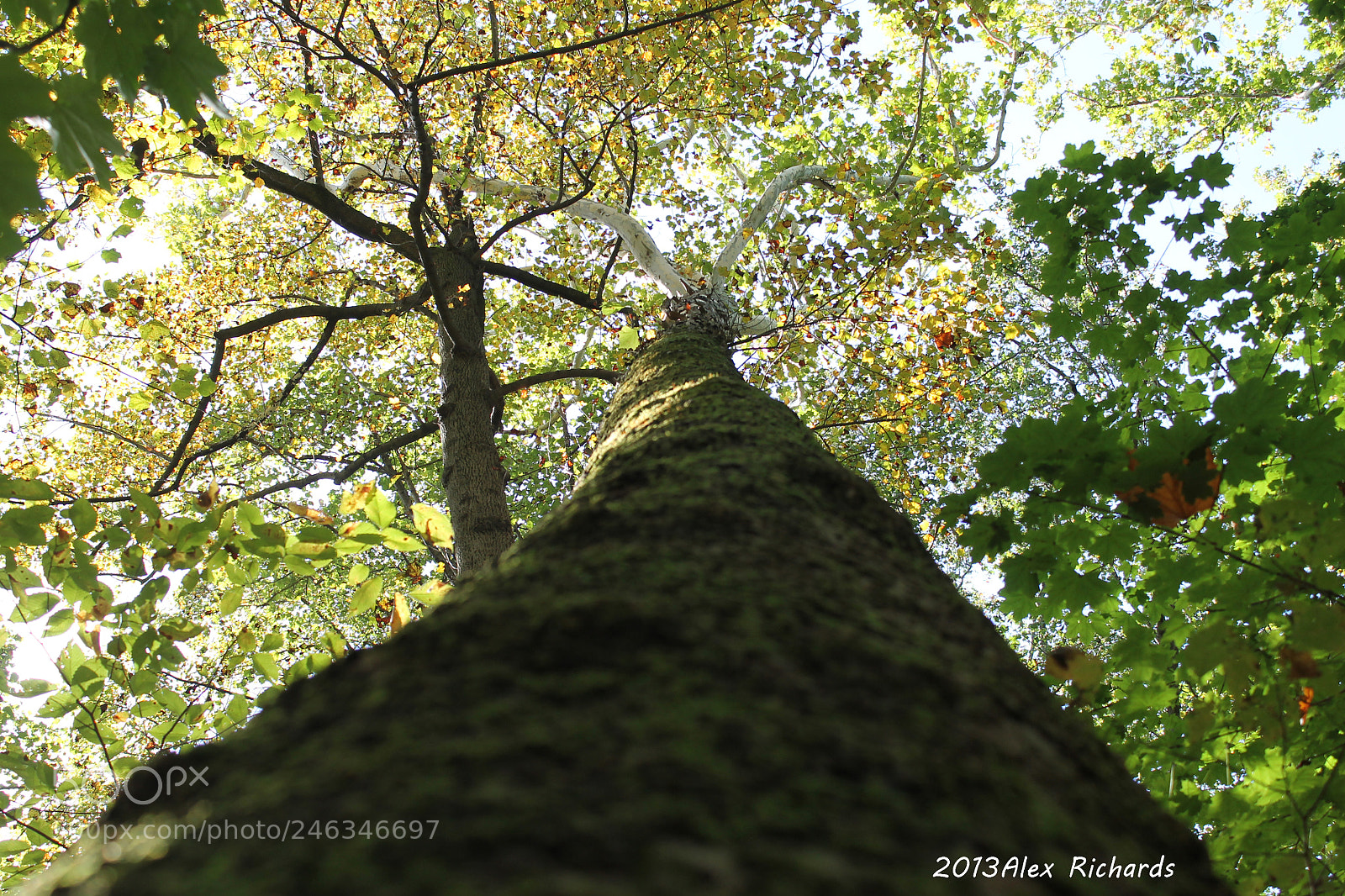 Canon EOS 1100D (EOS Rebel T3 / EOS Kiss X50) sample photo. Shadow of a tree photography