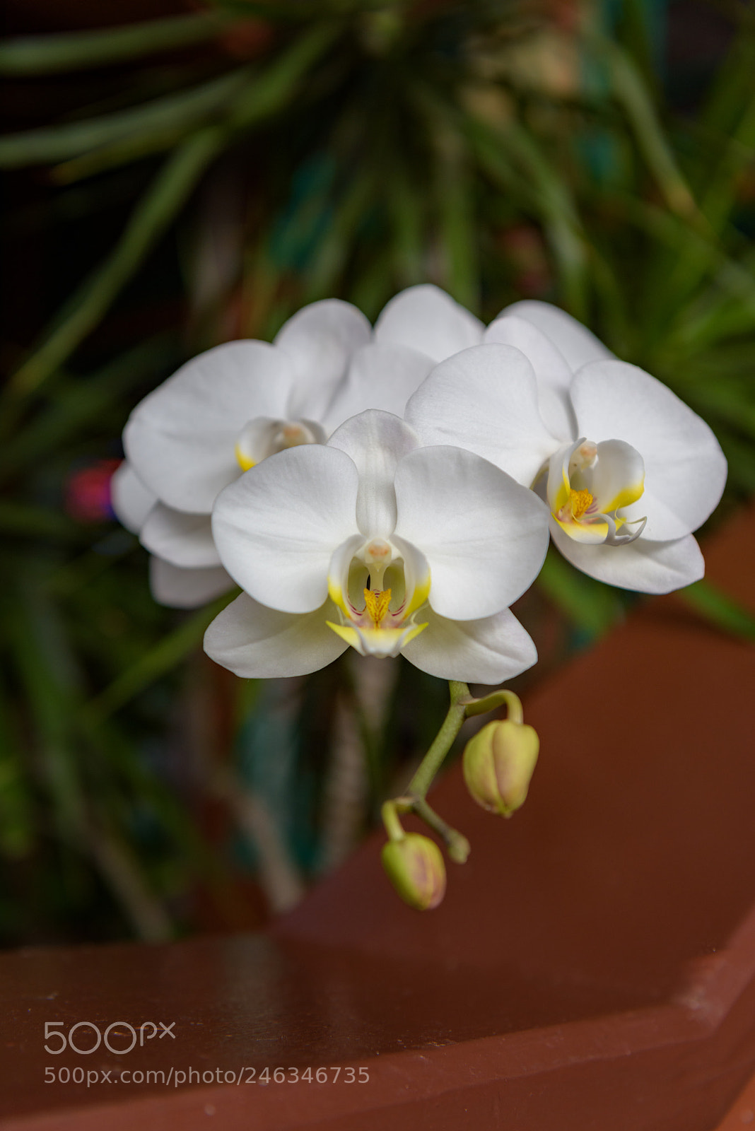 Nikon D810 sample photo. White orchid photography