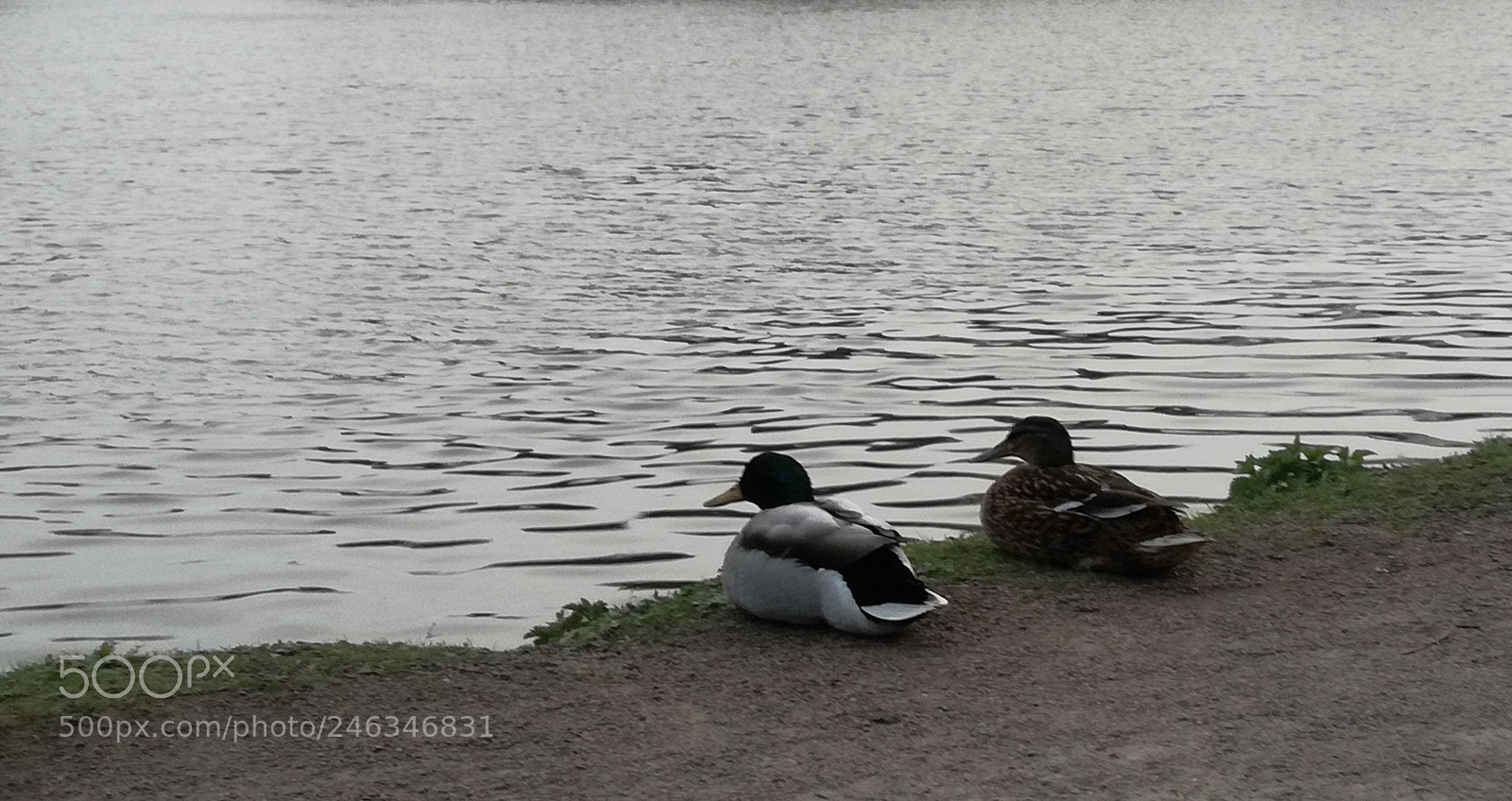 HUAWEI P9 LITE sample photo. Introspective ducks photography