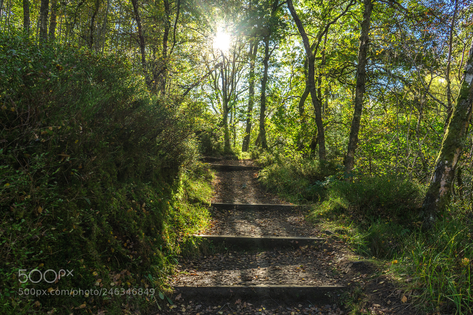 Sony a7 II sample photo. Forest walks photography