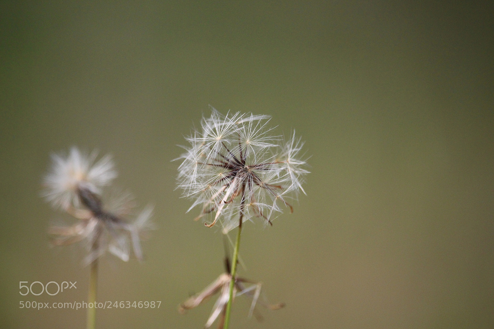 Canon EF-S 55-250mm F4-5.6 IS STM sample photo. Dandelion macro shot photography