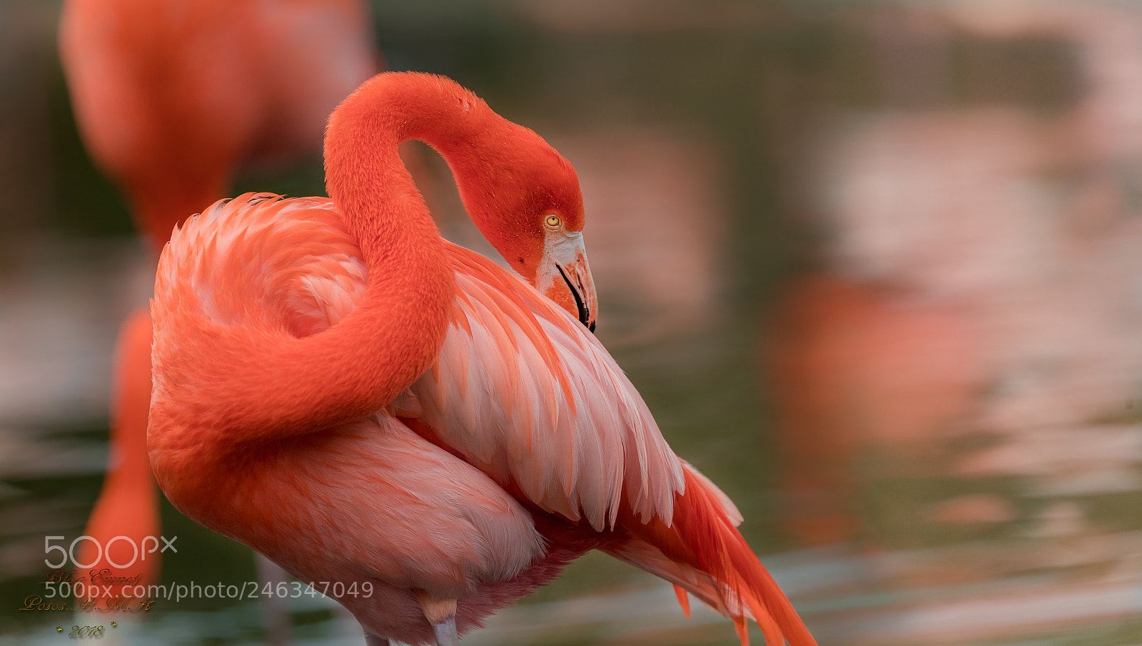 Canon EOS-1D X Mark II sample photo. Flamingo : " the glorious emperor photography
