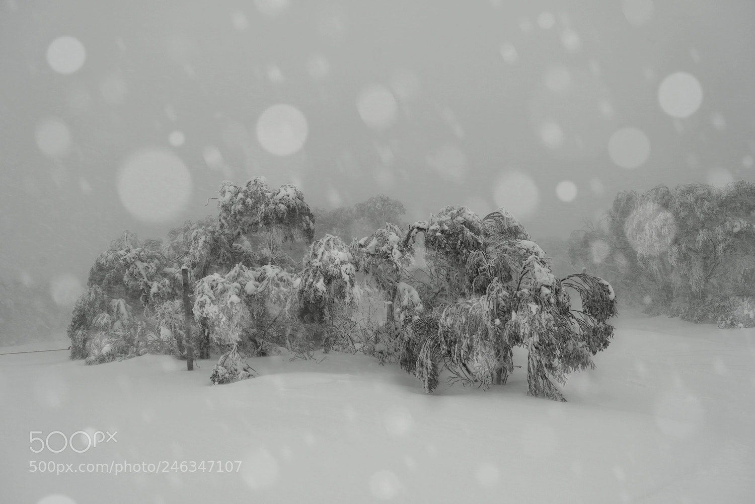 Sony a7R sample photo. Falls creek blizzard photography