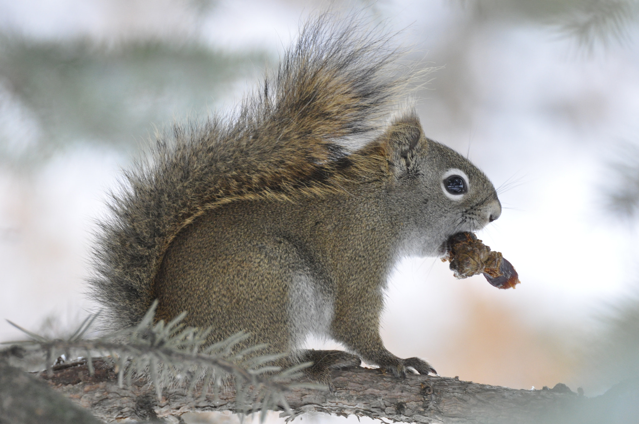 Sigma APO 170-500mm F5-6.3 Aspherical RF sample photo. Squirrel photography