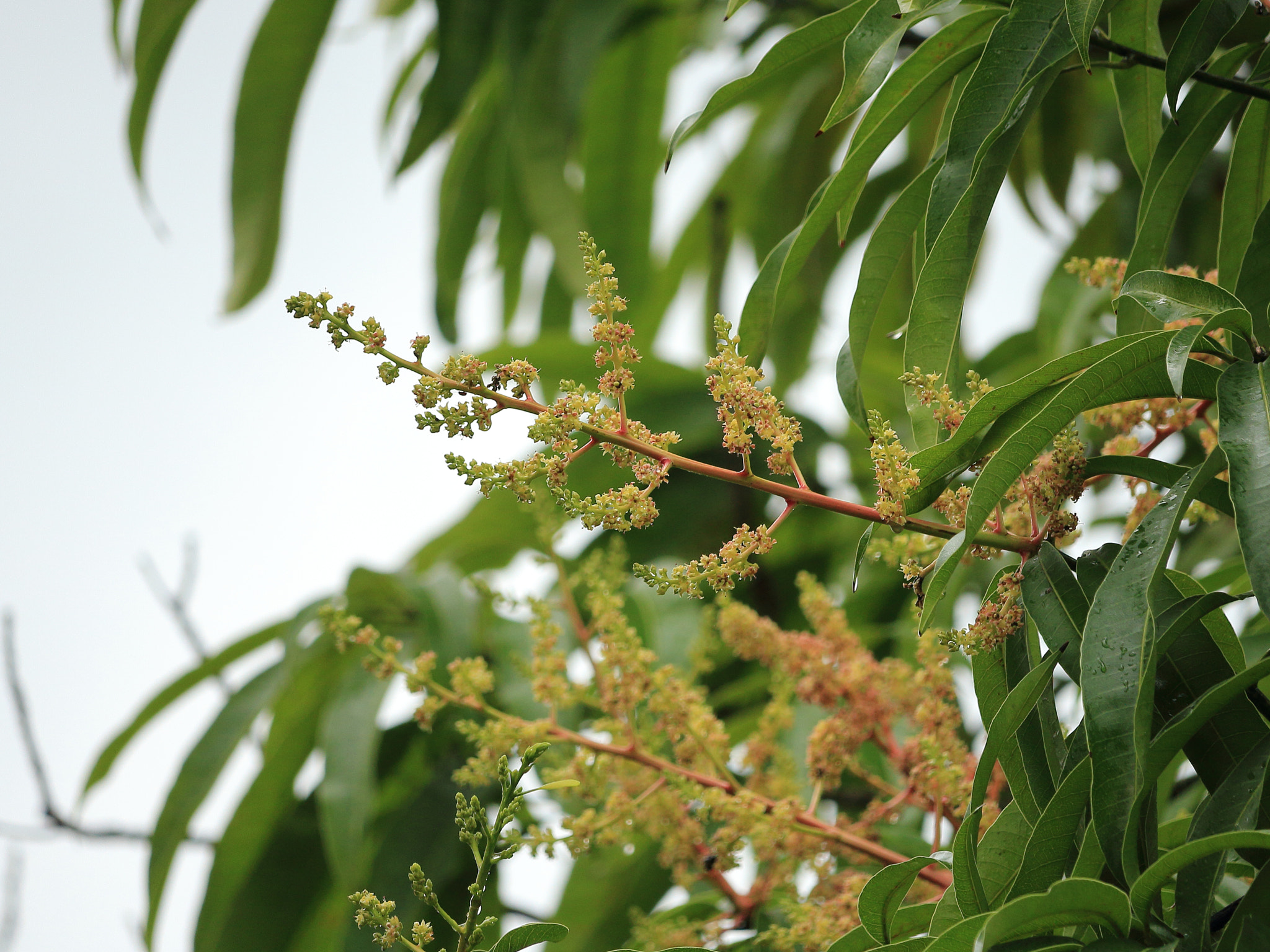 Canon EF-S 55-250mm F4-5.6 IS STM sample photo. Mango season begins... photography