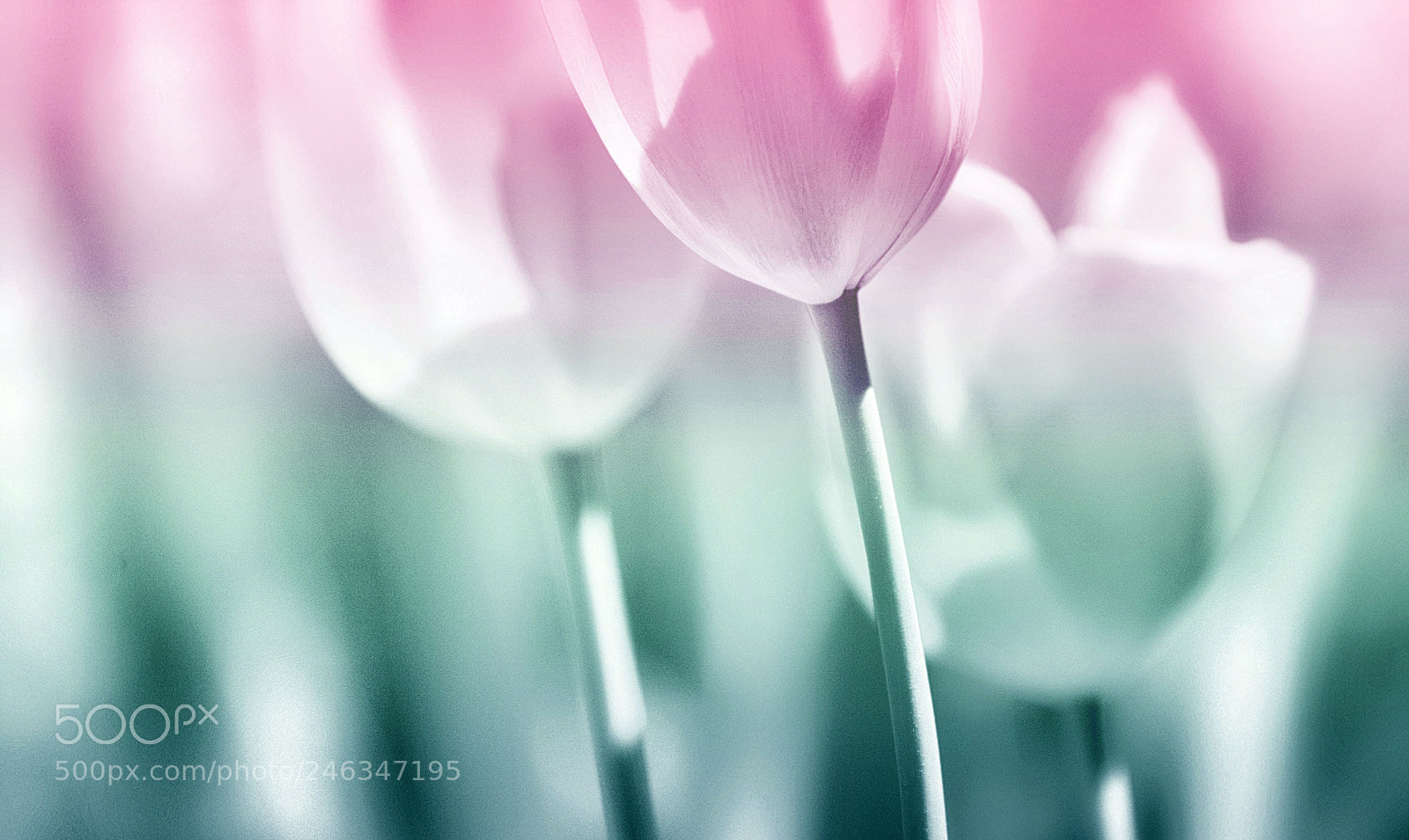 Nikon D7100 sample photo. Tulip time photography