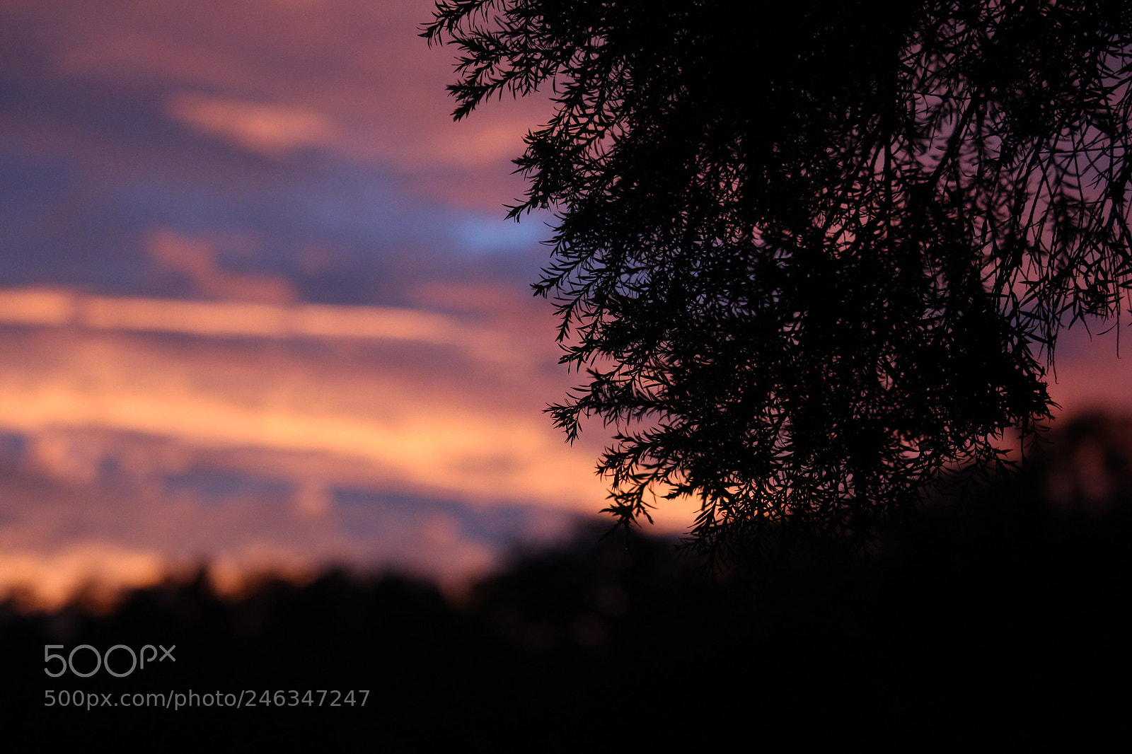 Canon EF-S 55-250mm F4-5.6 IS STM sample photo. Tree with beautiful sunset photography