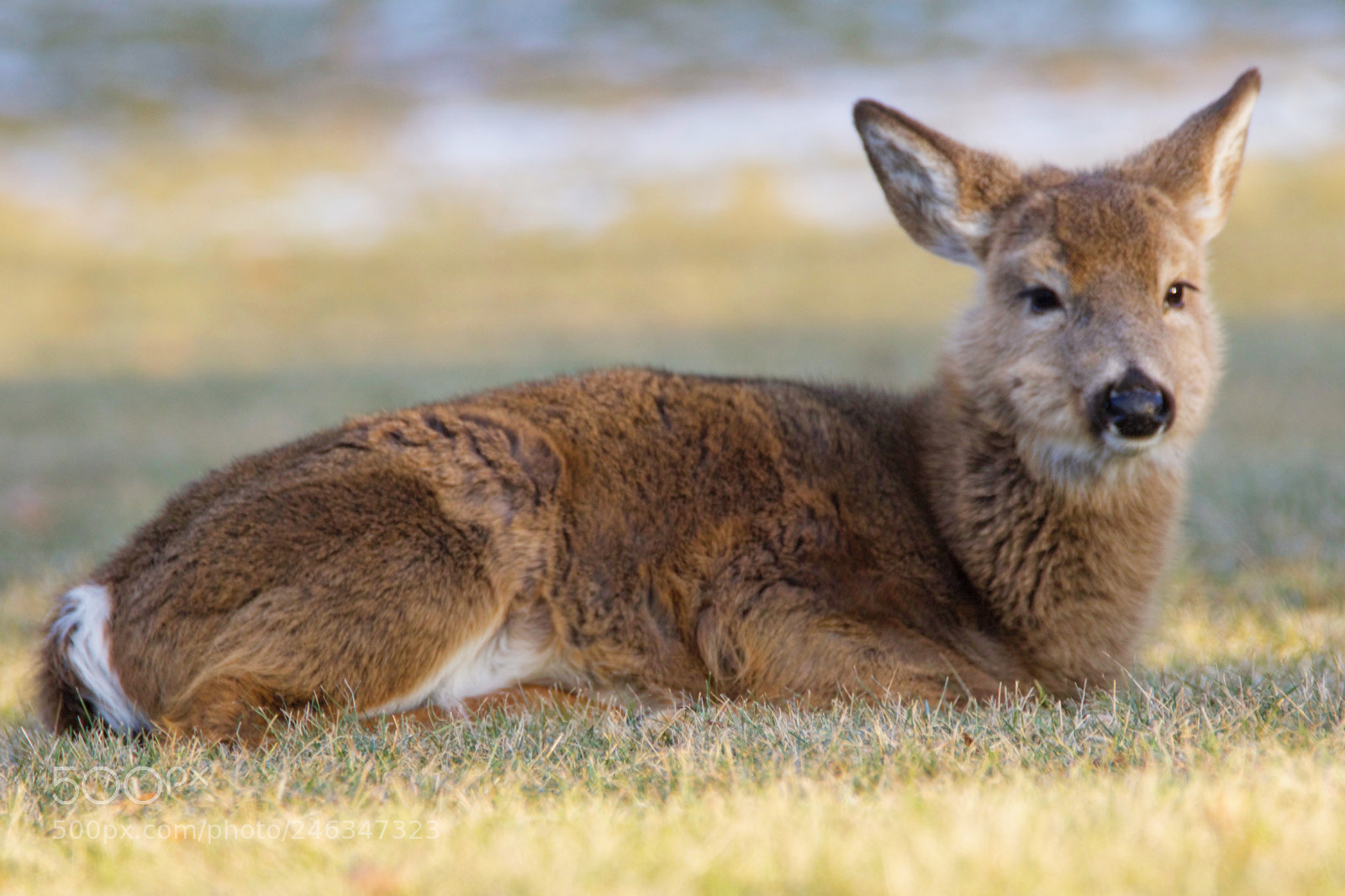 Canon EOS 7D Mark II sample photo. Morning rest photography