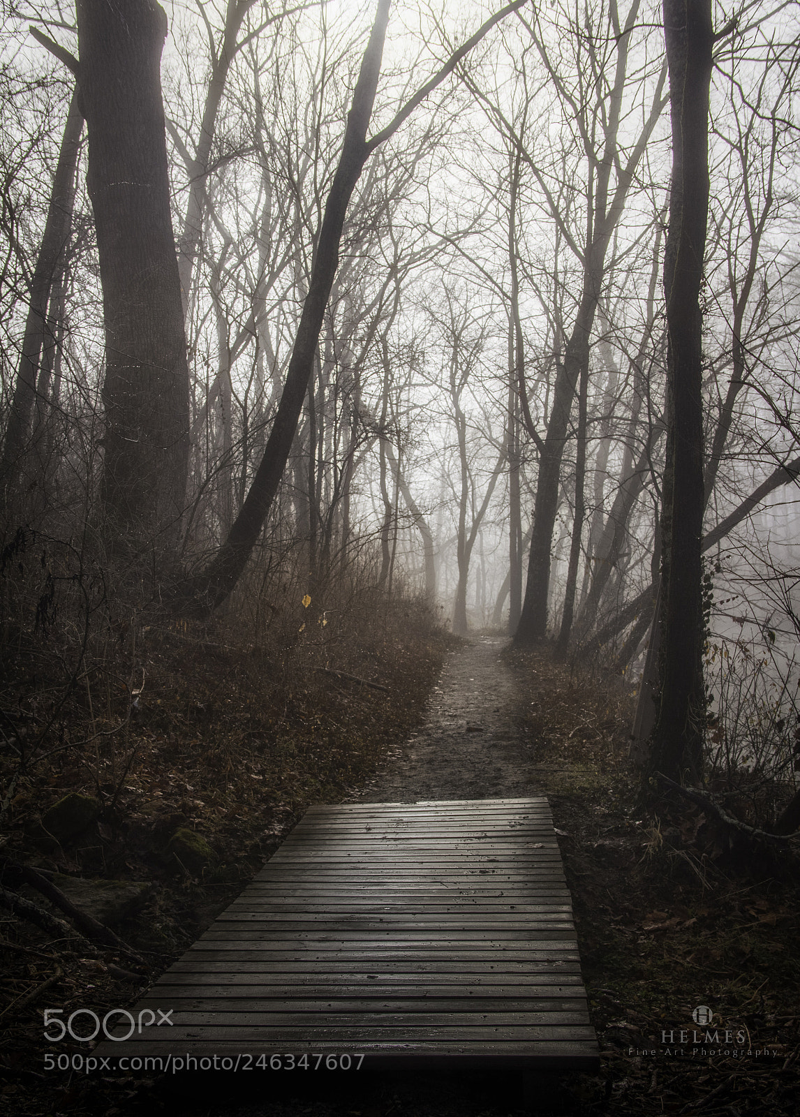 Canon EOS 60D sample photo. Kingfisher fog photography