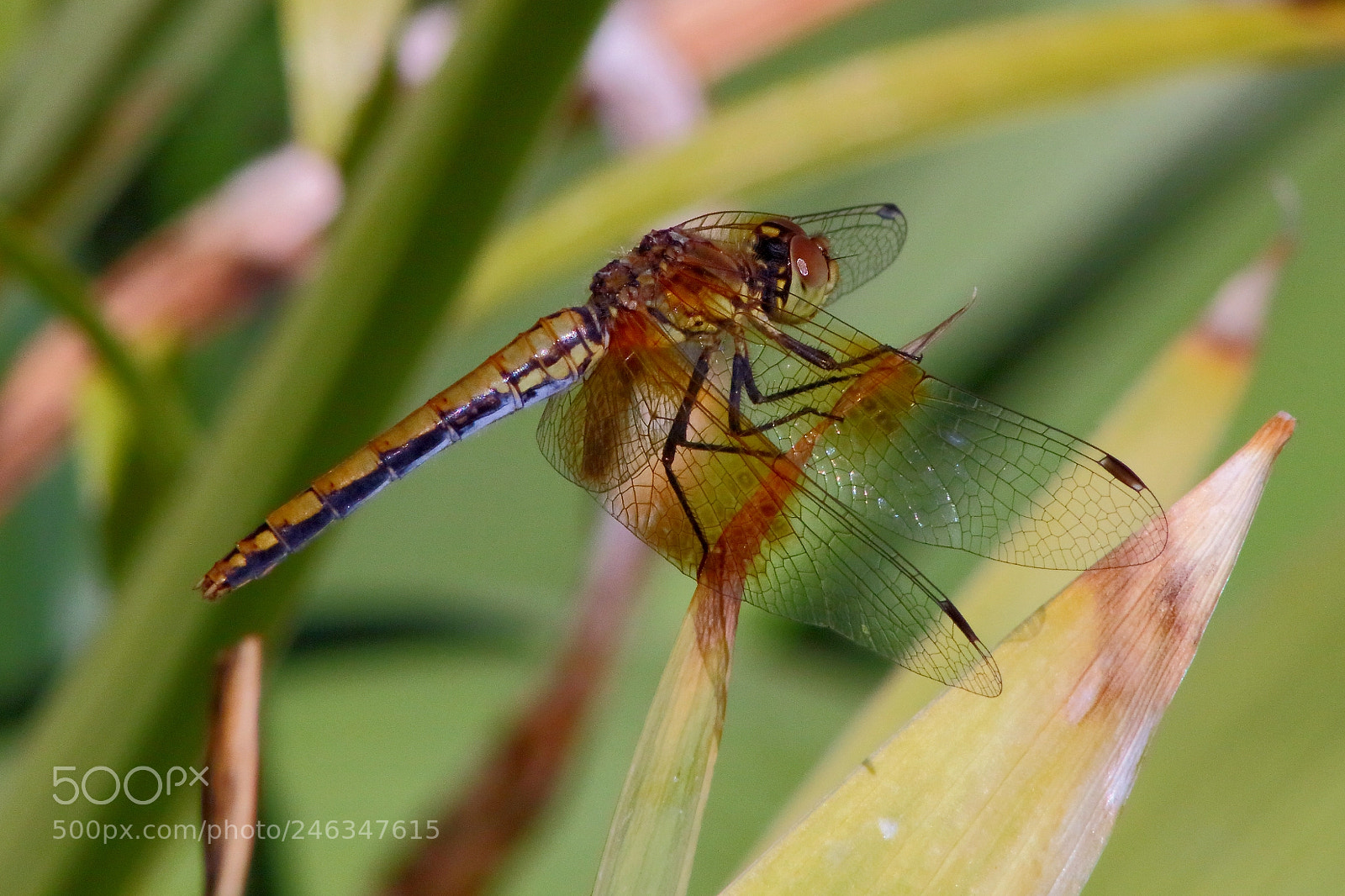Canon EOS 650D (EOS Rebel T4i / EOS Kiss X6i) sample photo. Dragonfly green photography