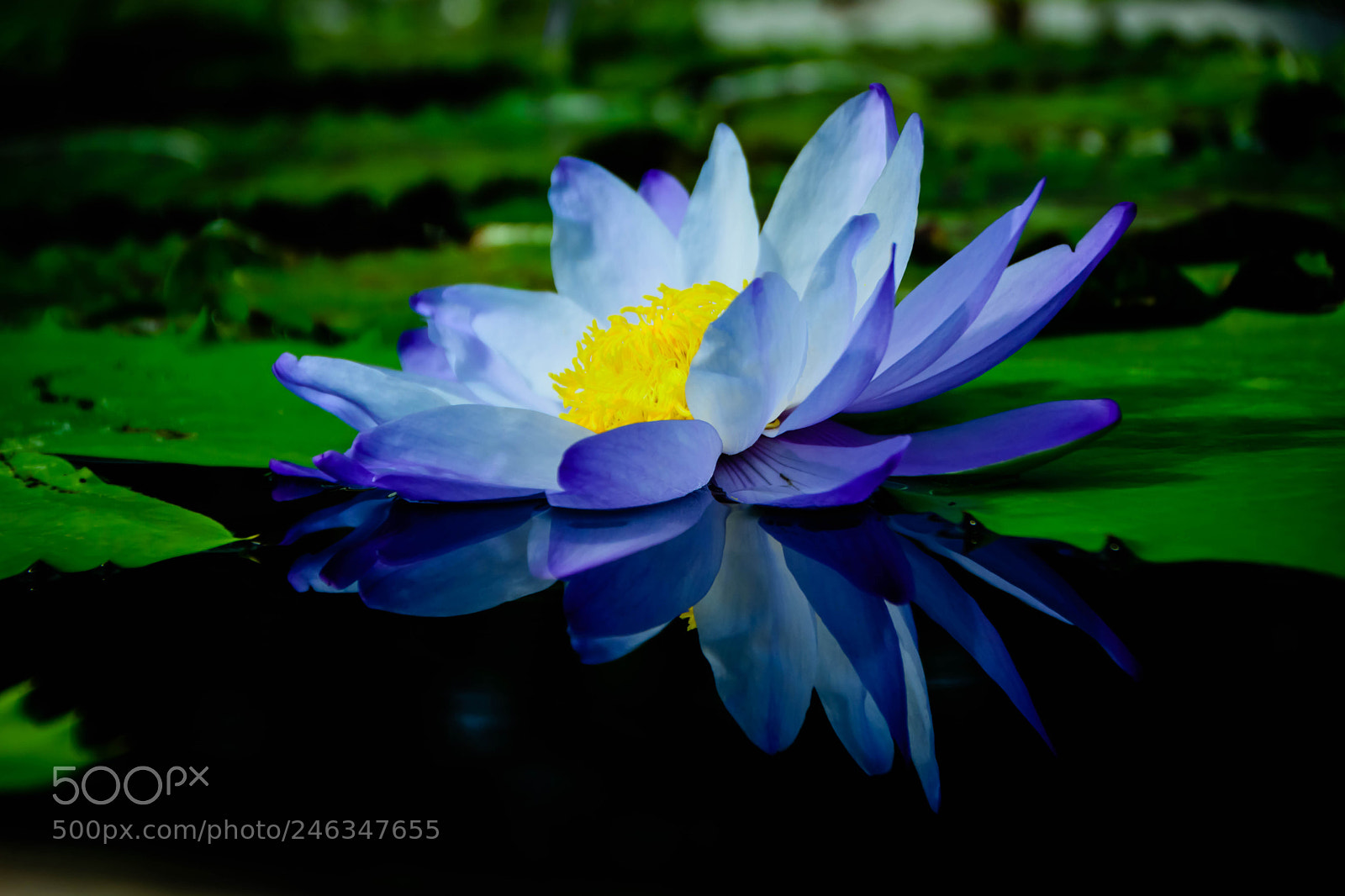 Nikon D5200 sample photo. リフレクション photography