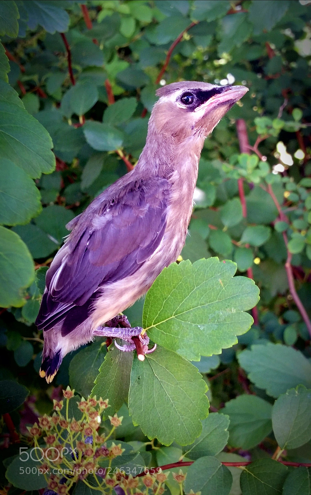 Samsung Galaxy S5 sample photo. Cedar waxwing photography