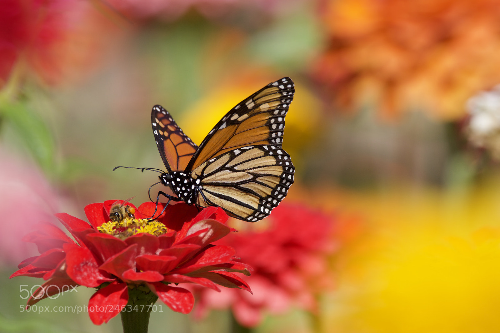 Canon EOS 7D Mark II sample photo. Monarch butterfly photography