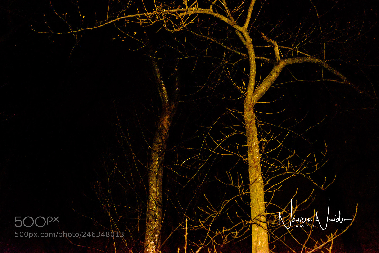 Nikon D800 sample photo. Woods by night photography