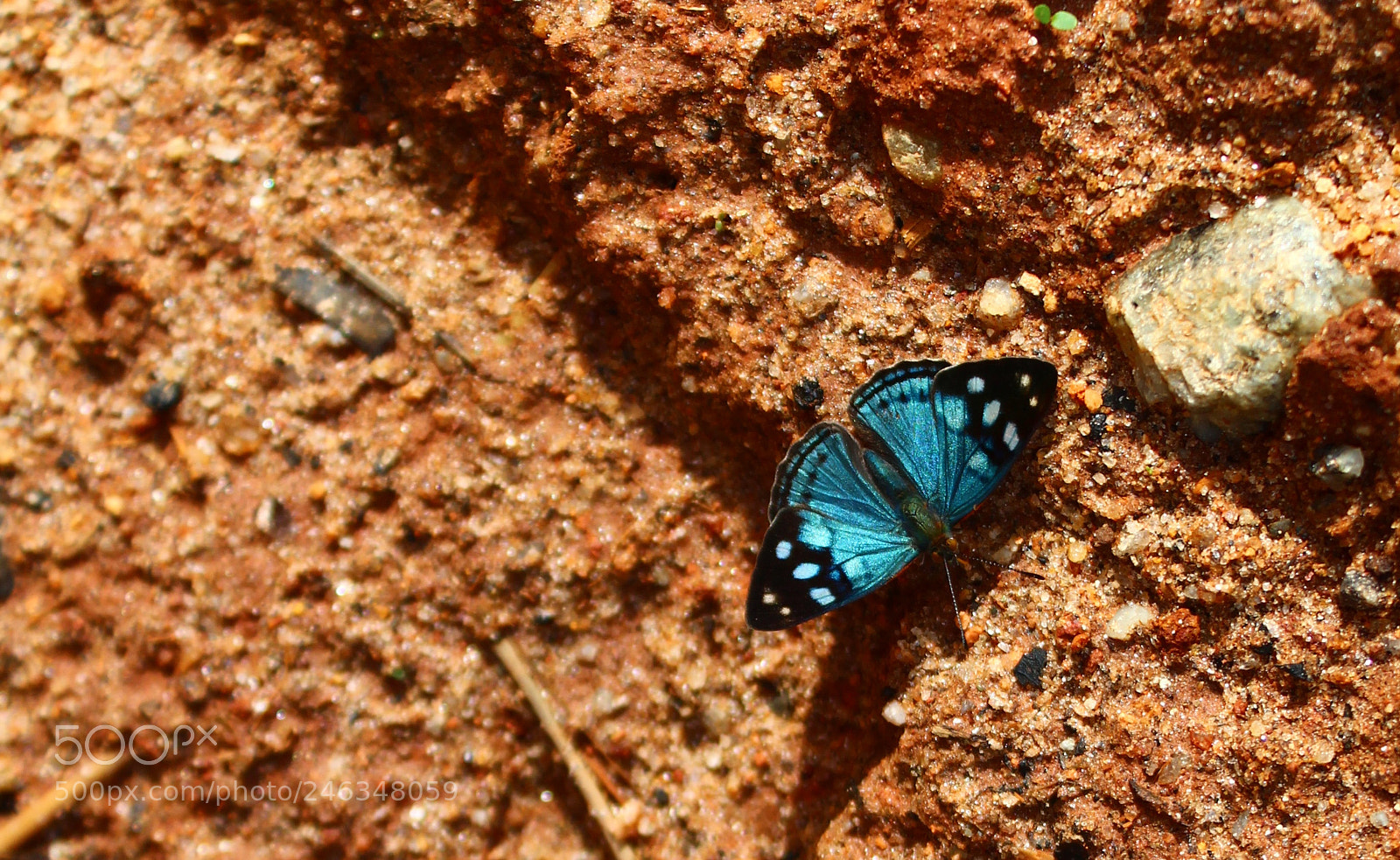 Canon EOS 1300D (EOS Rebel T6 / EOS Kiss X80) sample photo. Dynamine tithia salpensa photography