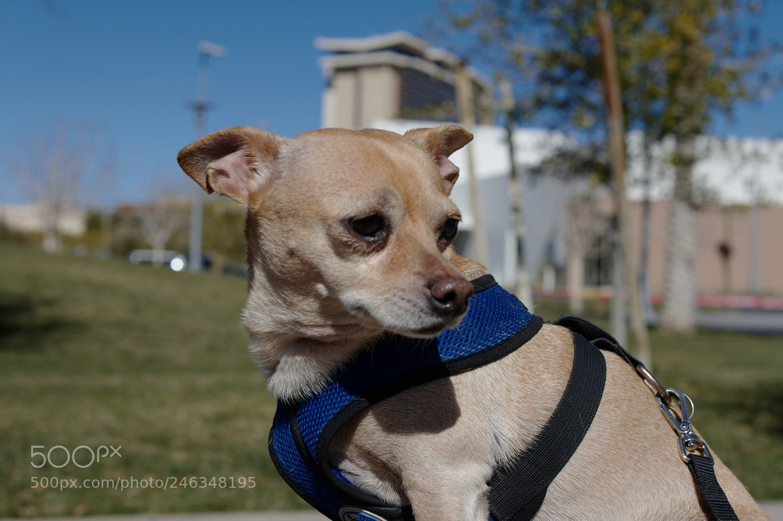 Leica CL sample photo. My monty! photography