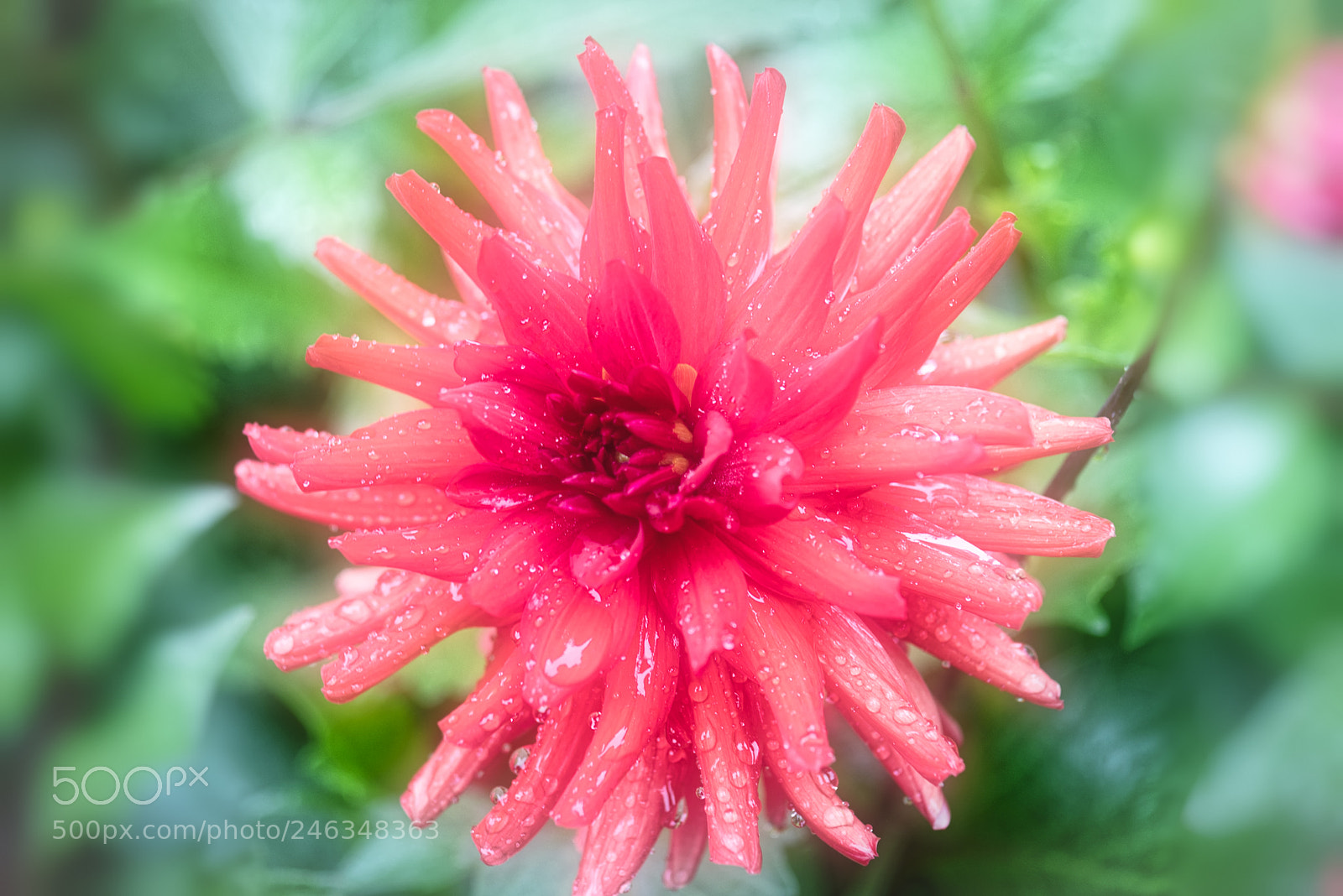 Canon EOS M5 sample photo. Botanic garden photography