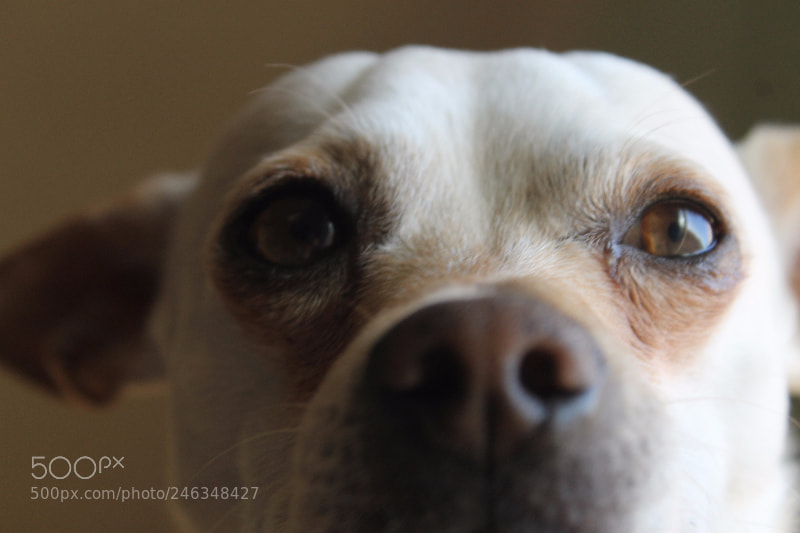 Canon EOS 1100D (EOS Rebel T3 / EOS Kiss X50) sample photo. Dog photography