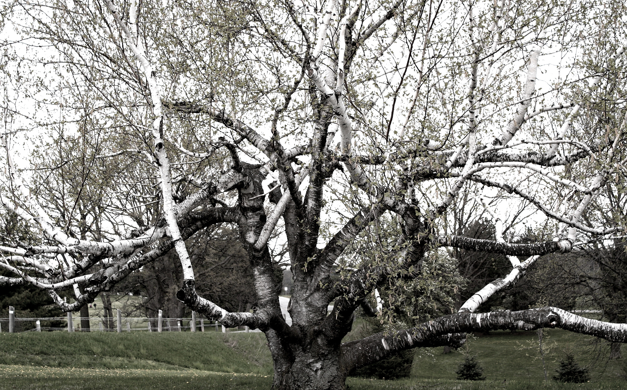 Canon EOS 1000D (EOS Digital Rebel XS / EOS Kiss F) sample photo. Tree photography