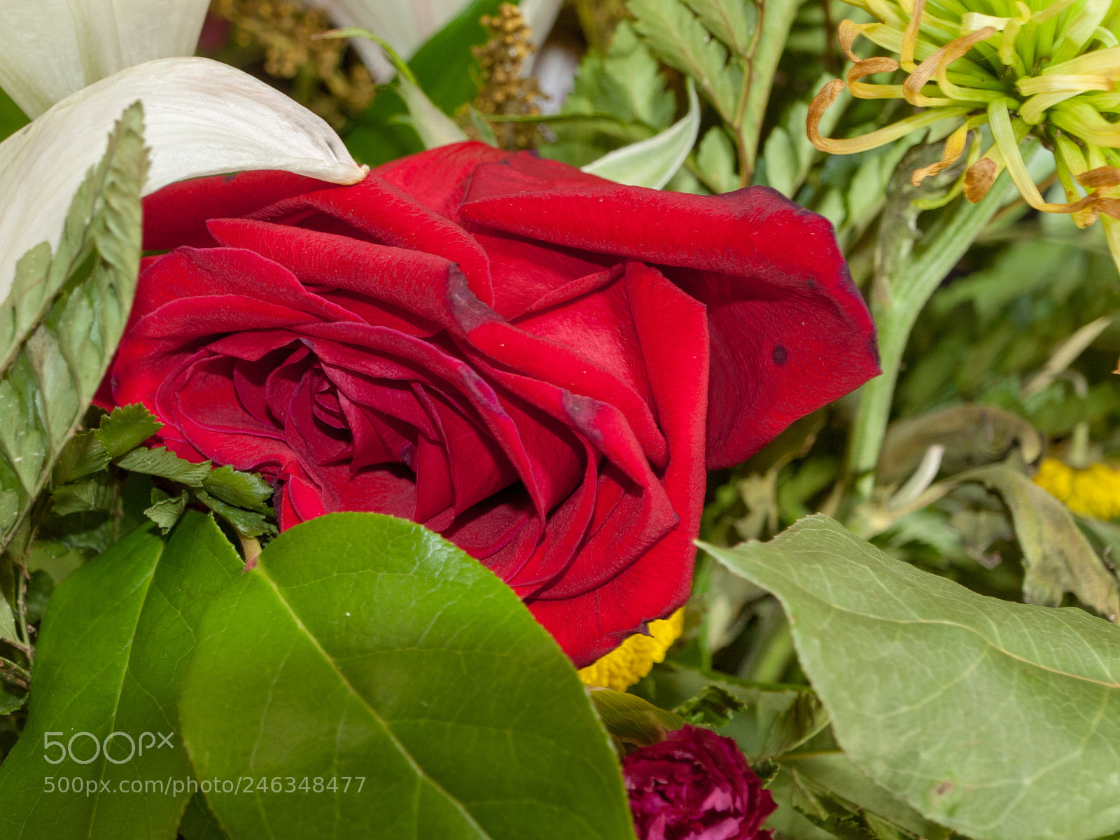 Olympus E-620 (EVOLT E-620) sample photo. Delicate red folds photography