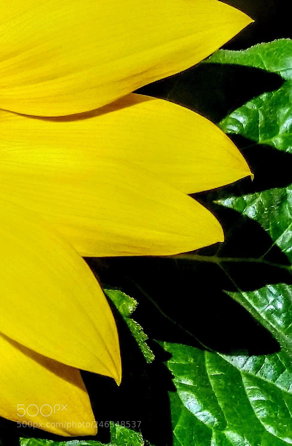Samsung Galaxy S5 sample photo. Petals photography