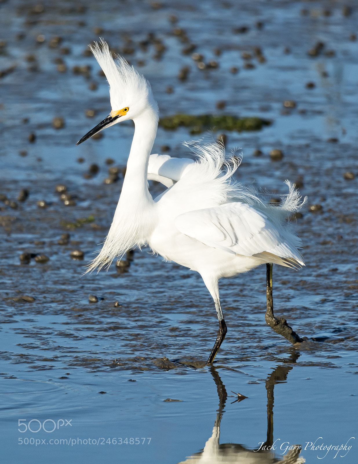 Canon EOS-1D X Mark II sample photo. Adult snowy egret roused photography