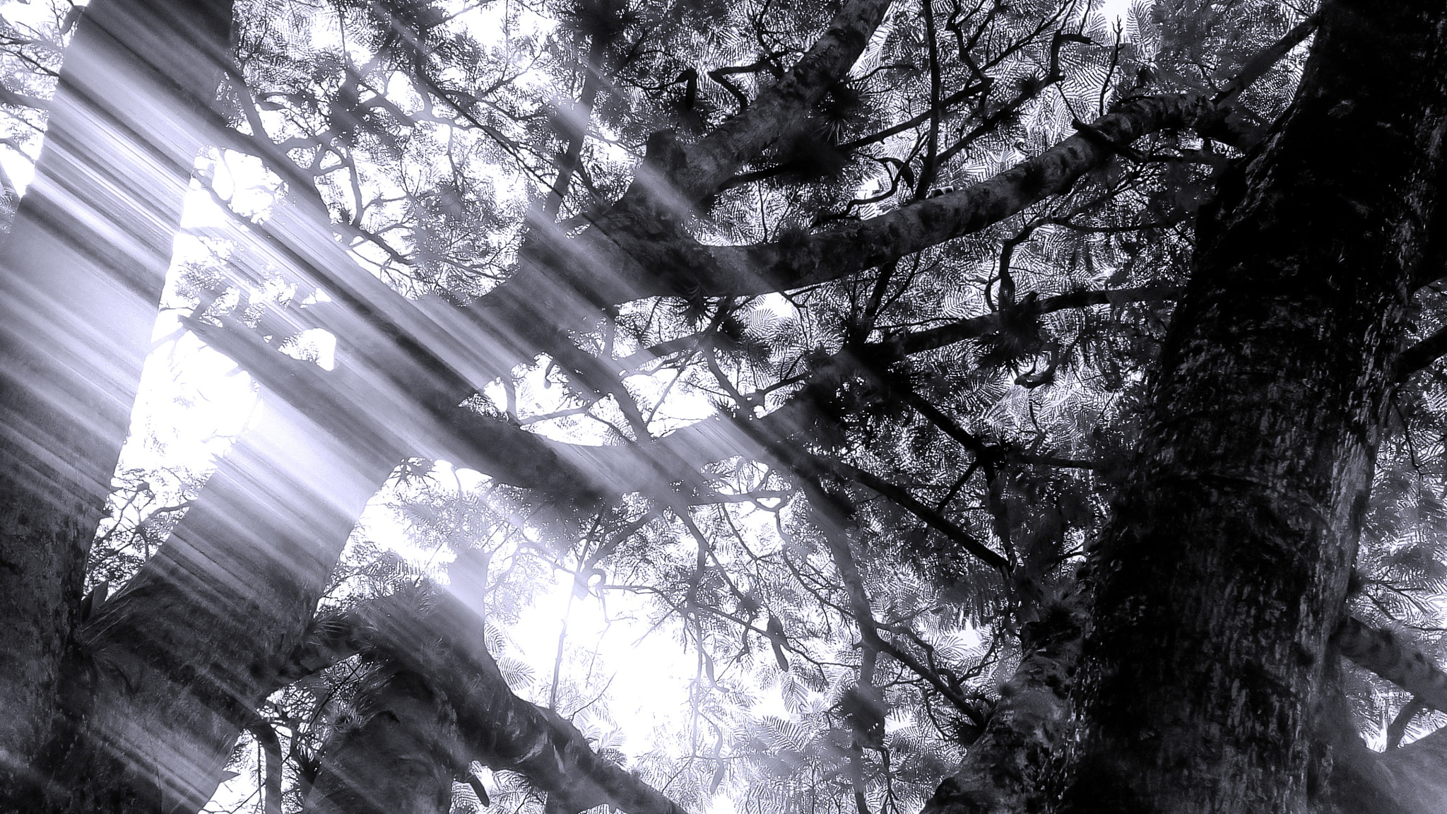 Lenovo VIBE K10 sample photo. Tree photography