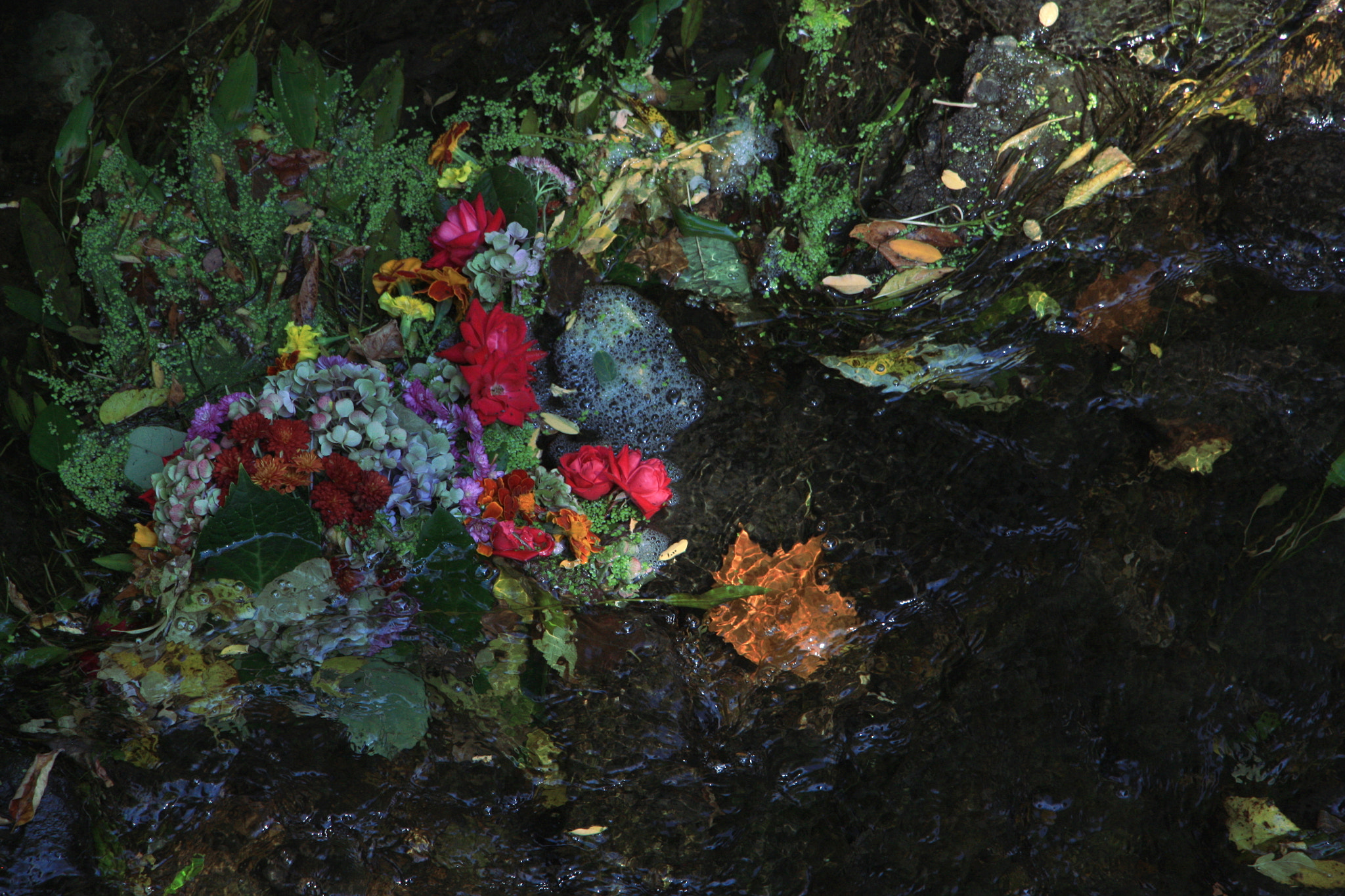 Canon EOS 450D (EOS Rebel XSi / EOS Kiss X2) sample photo. Flowers on water photography