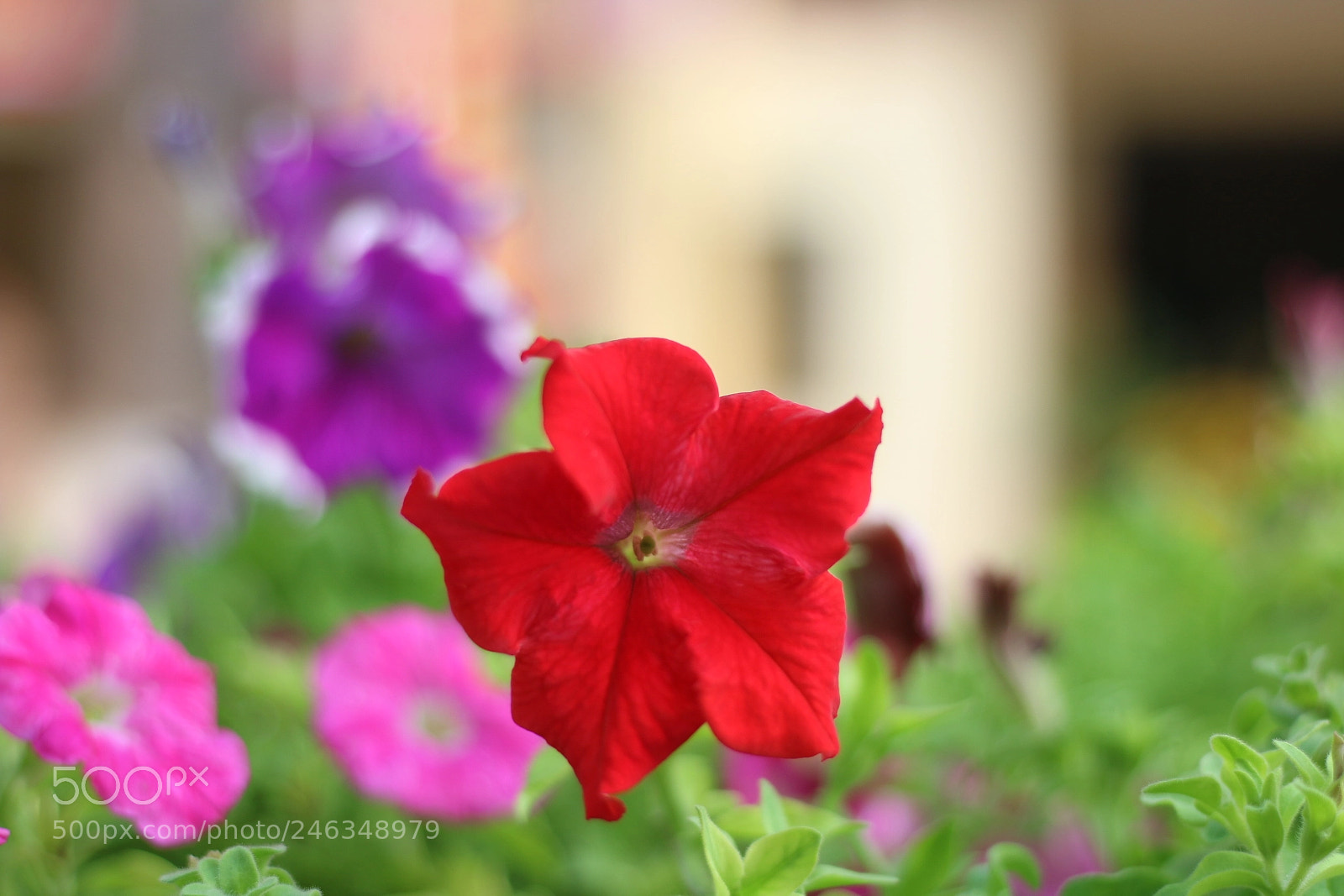Canon EOS 70D + Canon EF 50mm F1.8 STM sample photo. Flying star photography
